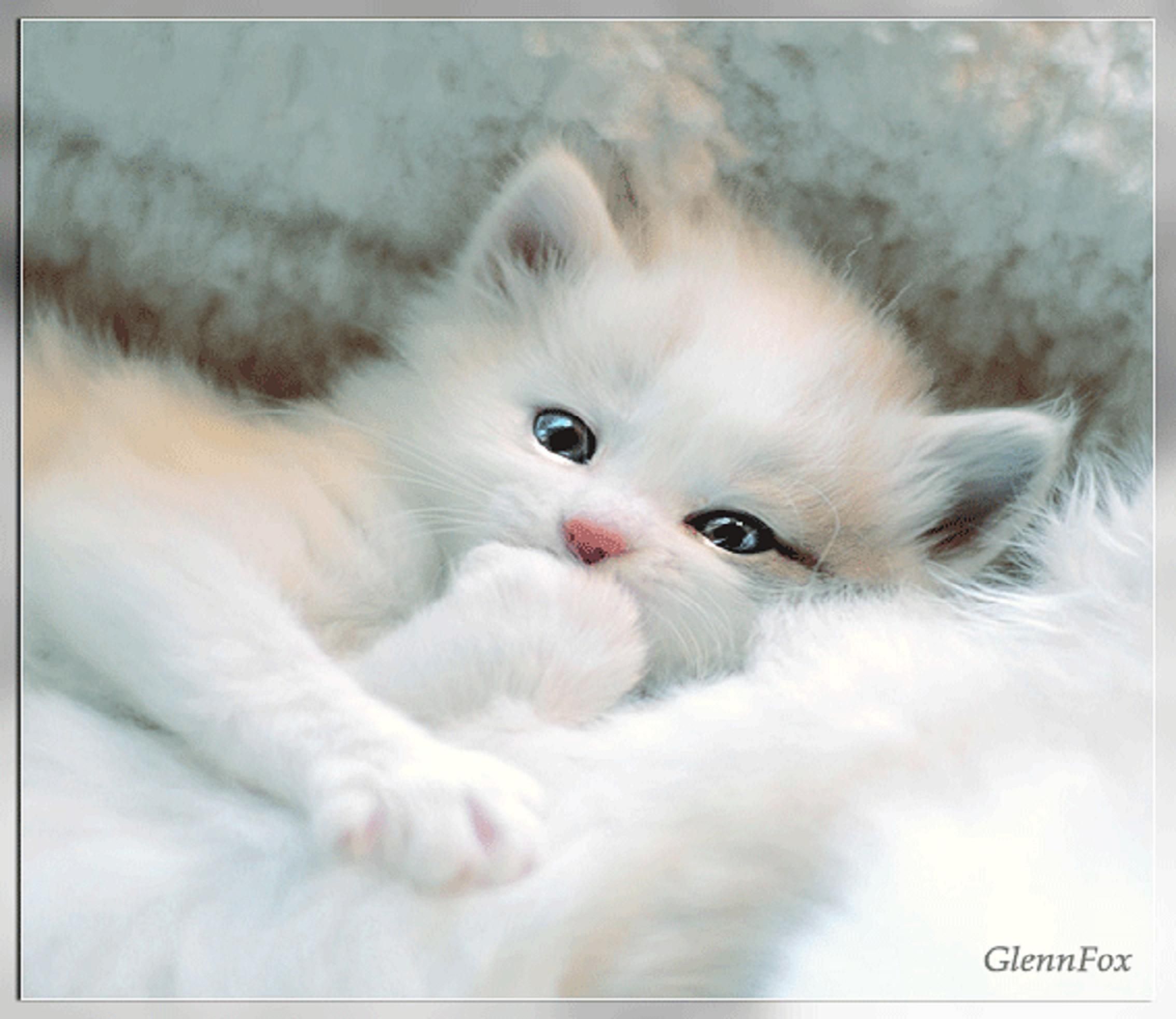 White Kitten Wallpapers