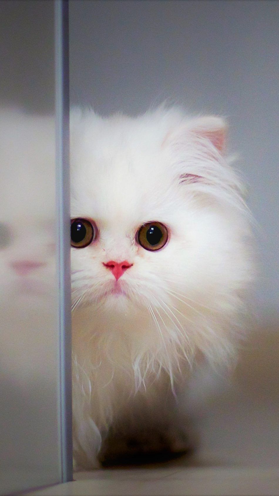 White Kitten Wallpapers