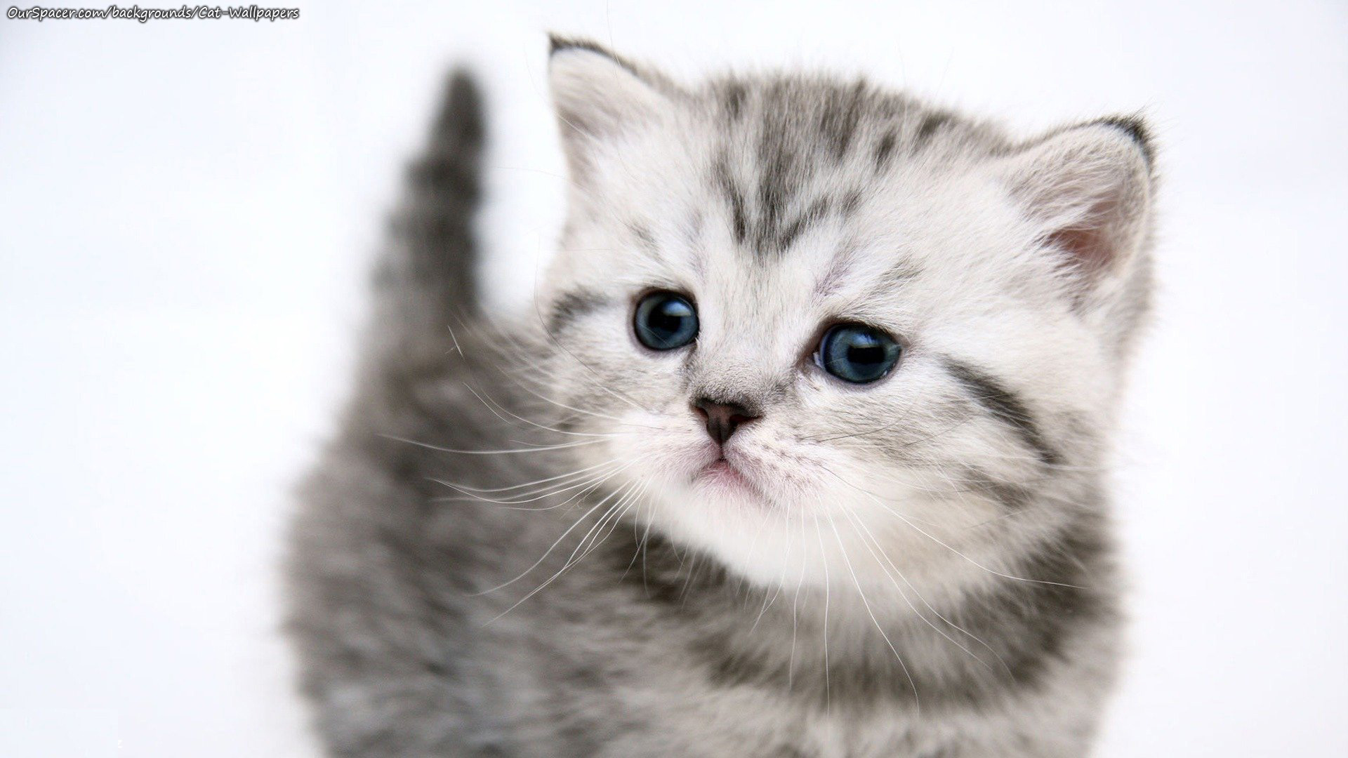 White Kitten Wallpapers