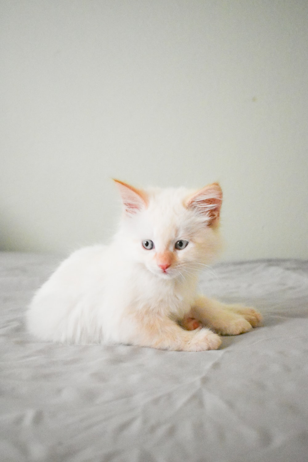 White Kitten Wallpapers