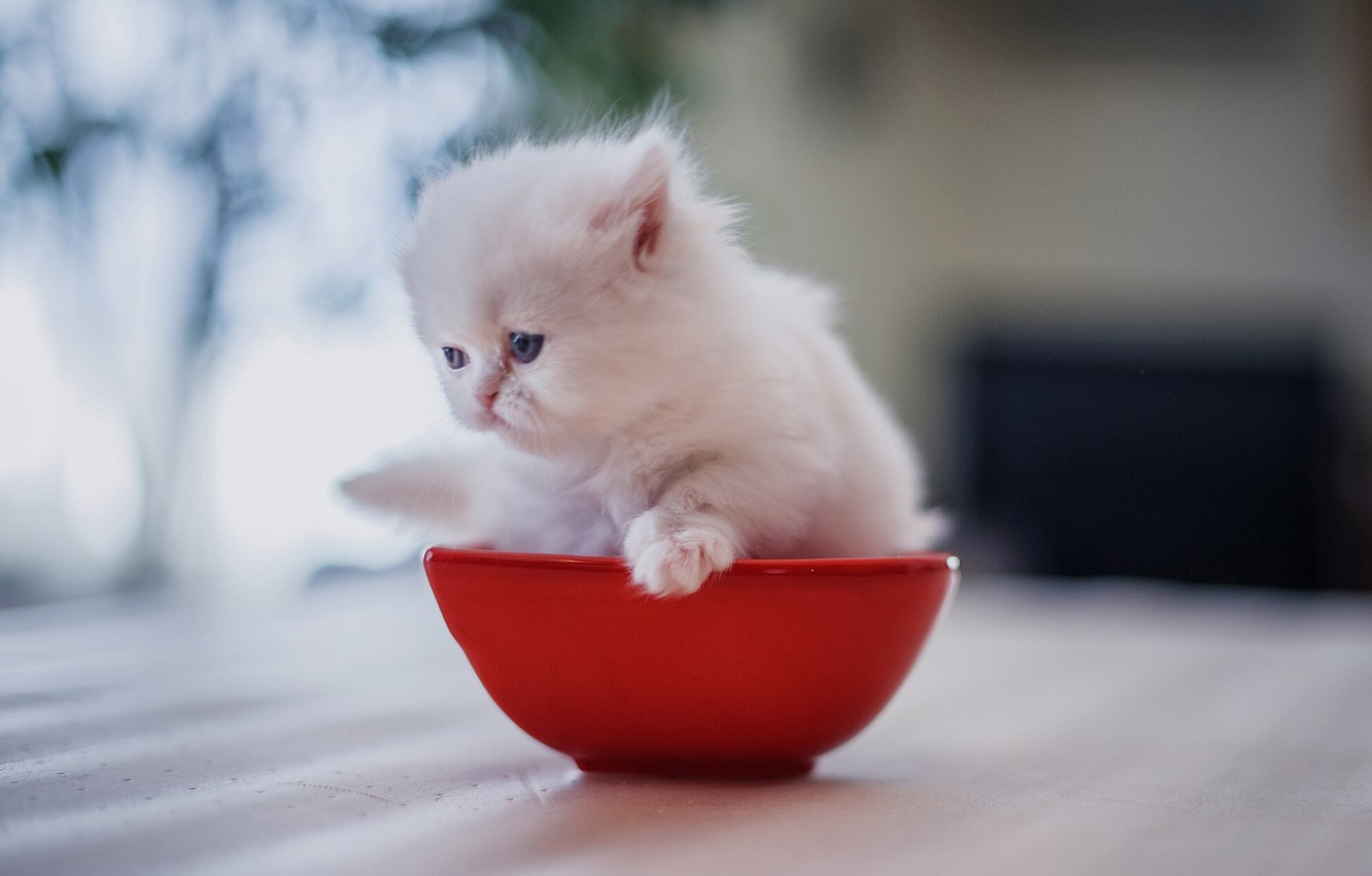 White Kitten Wallpapers