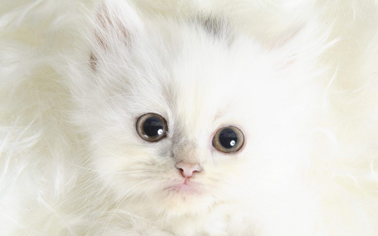 White Kitten Wallpapers