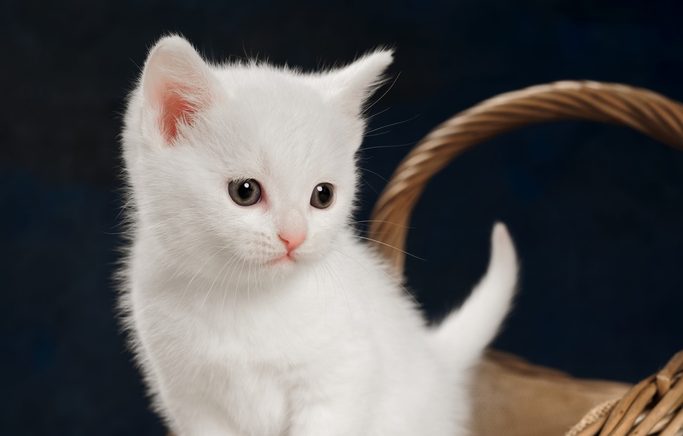 White Kitten Wallpapers