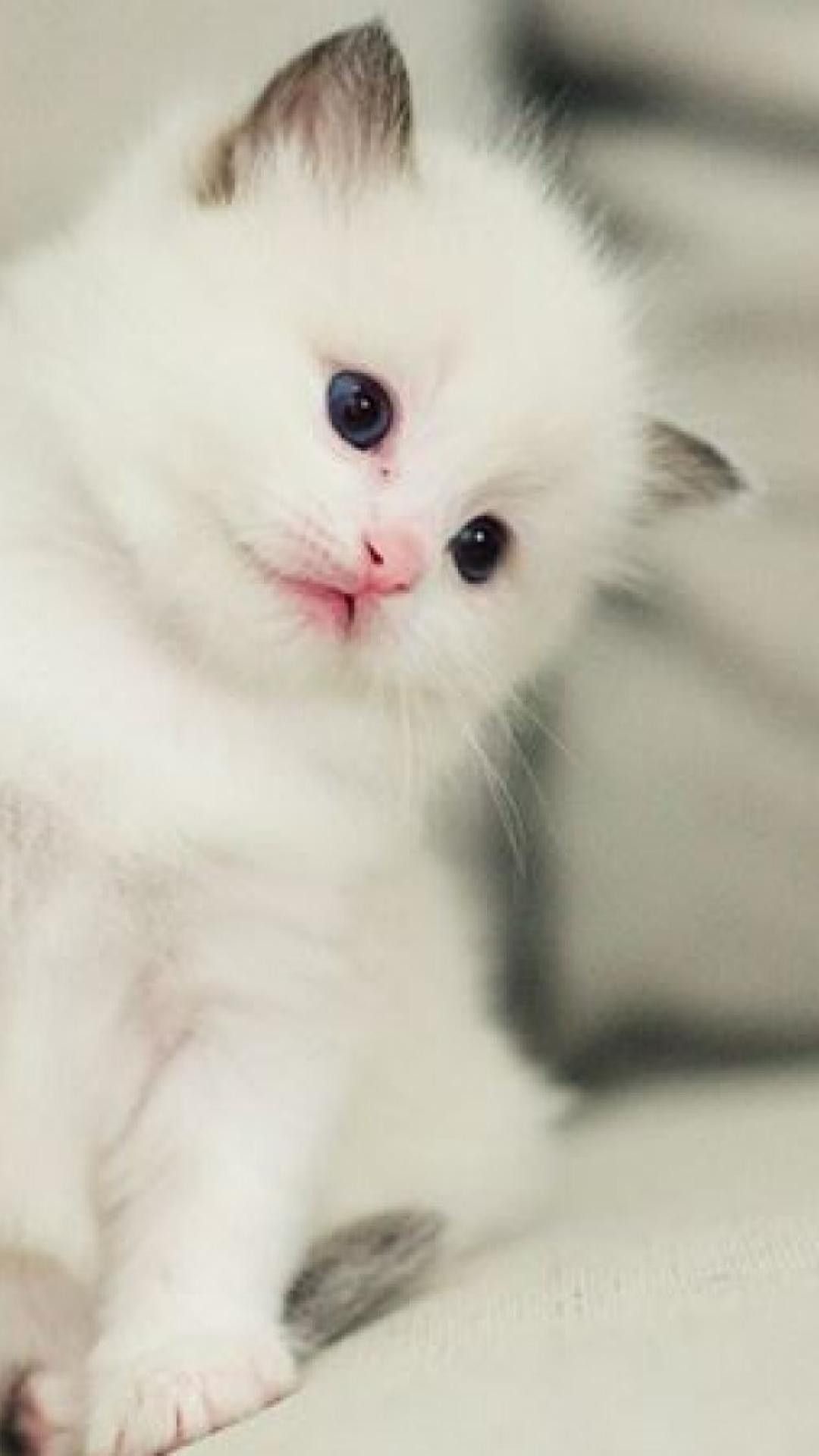 White Kitten Wallpapers