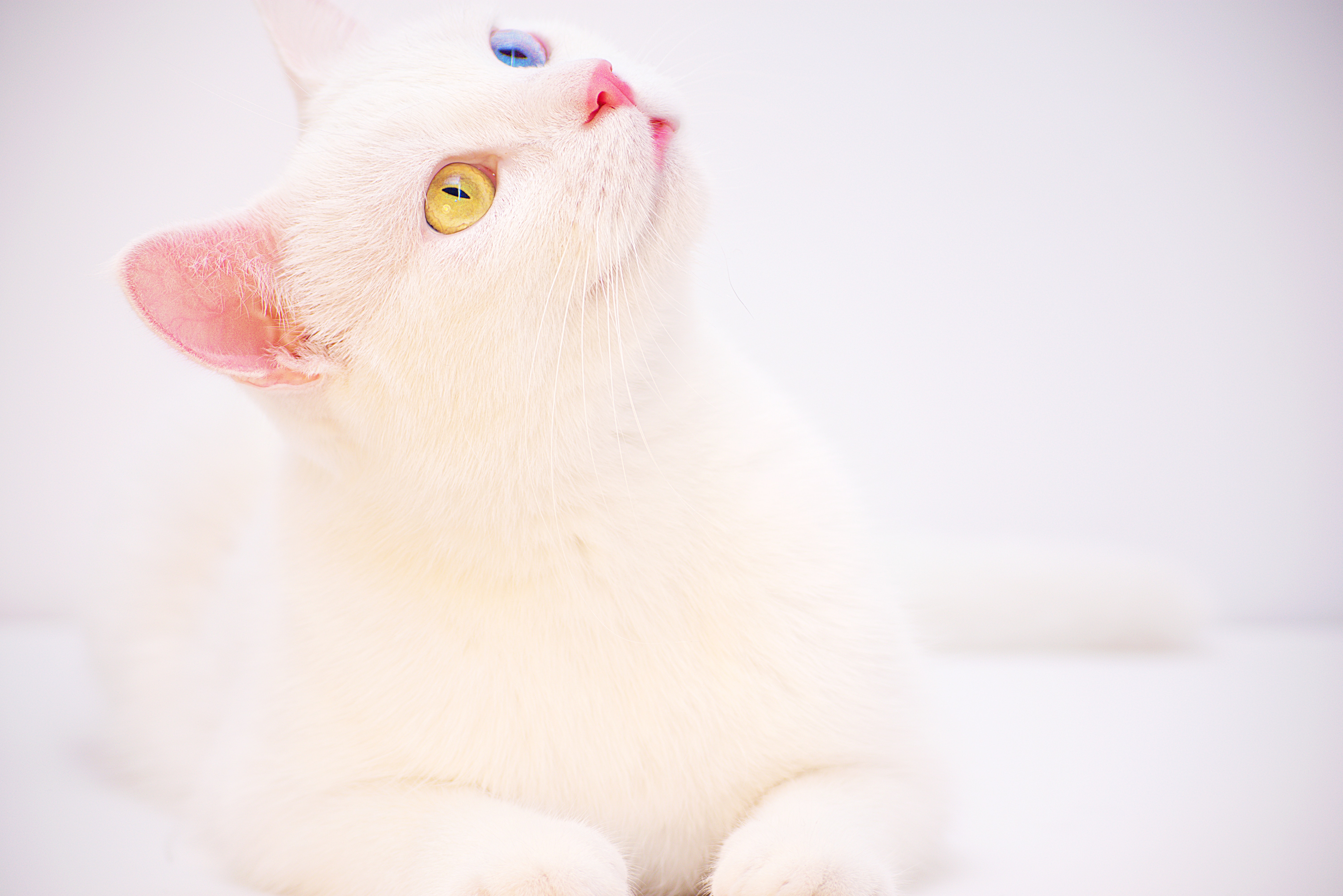 White Kitten Wallpapers