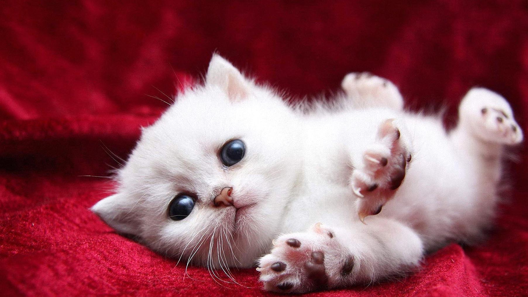 White Kitten Wallpapers