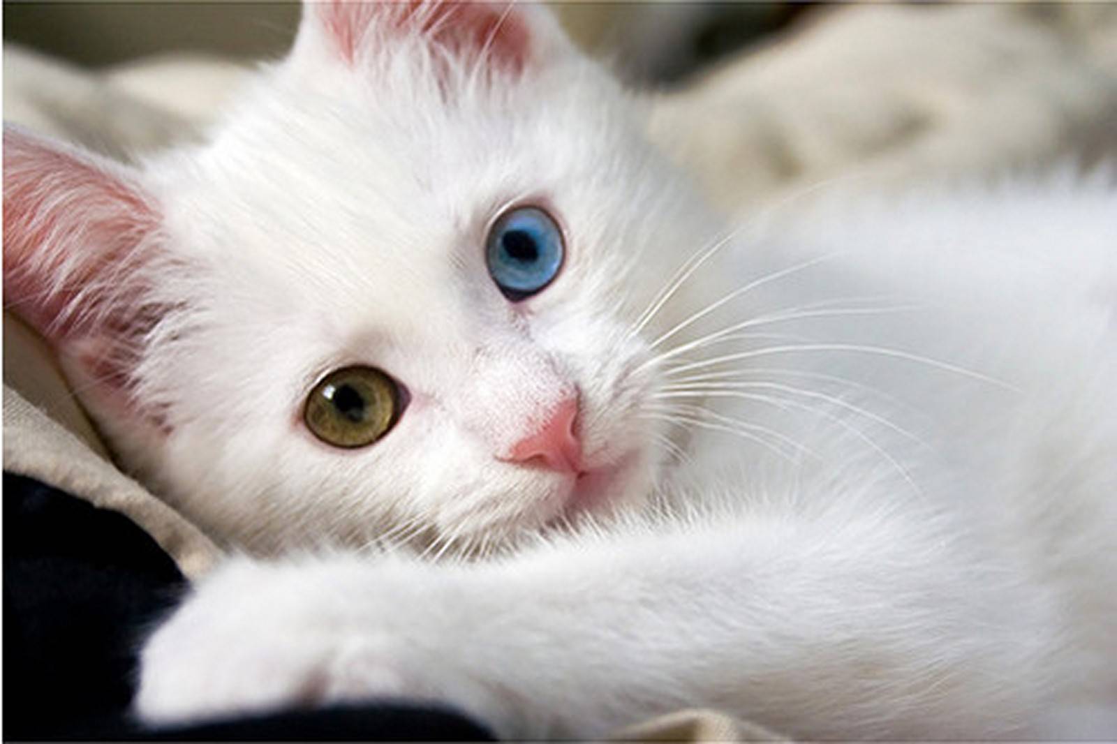 White Kitten Wallpapers