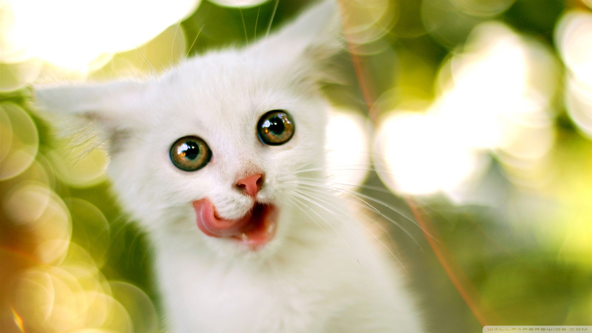 White Kitten Wallpapers