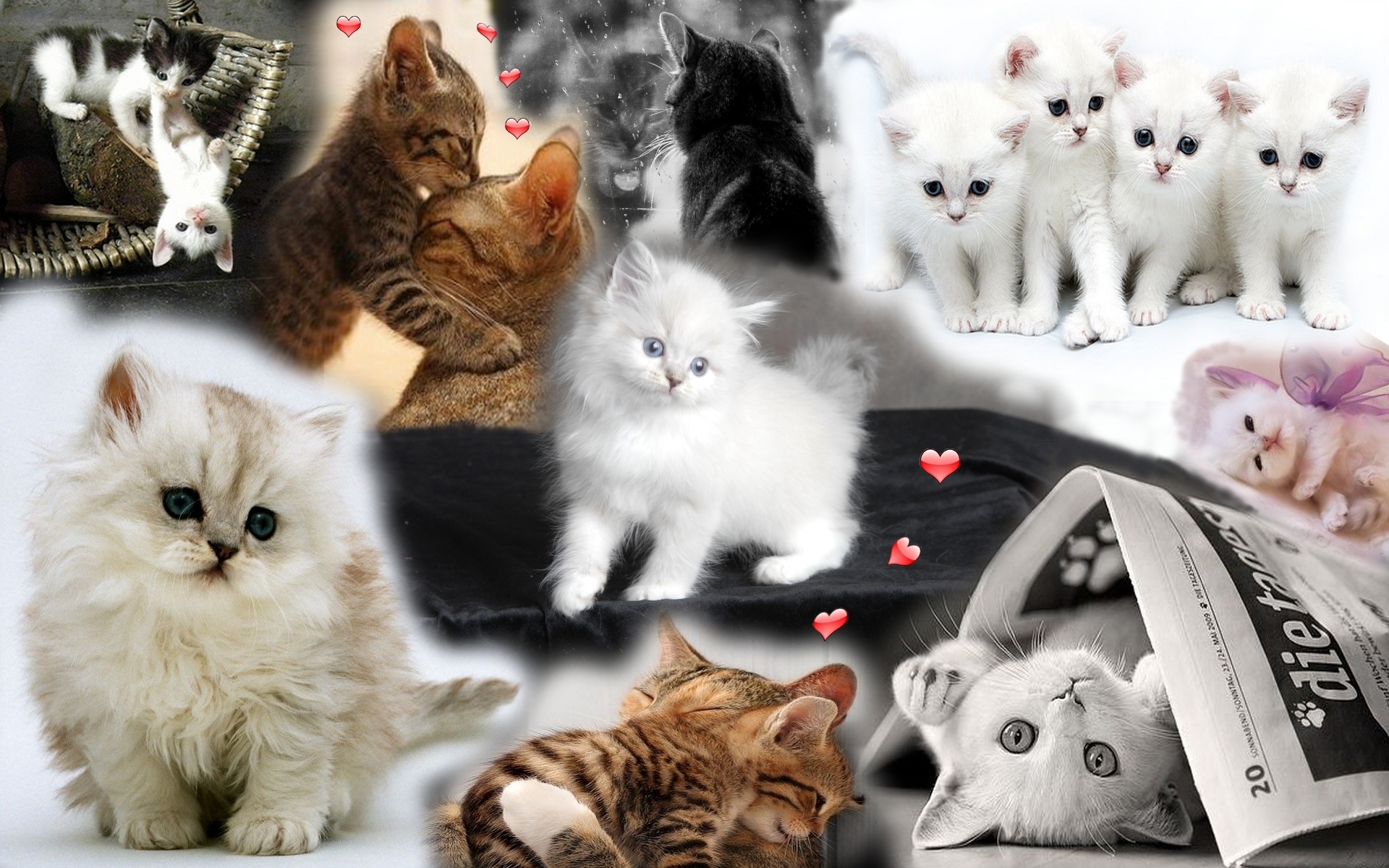 White Kitten Wallpapers