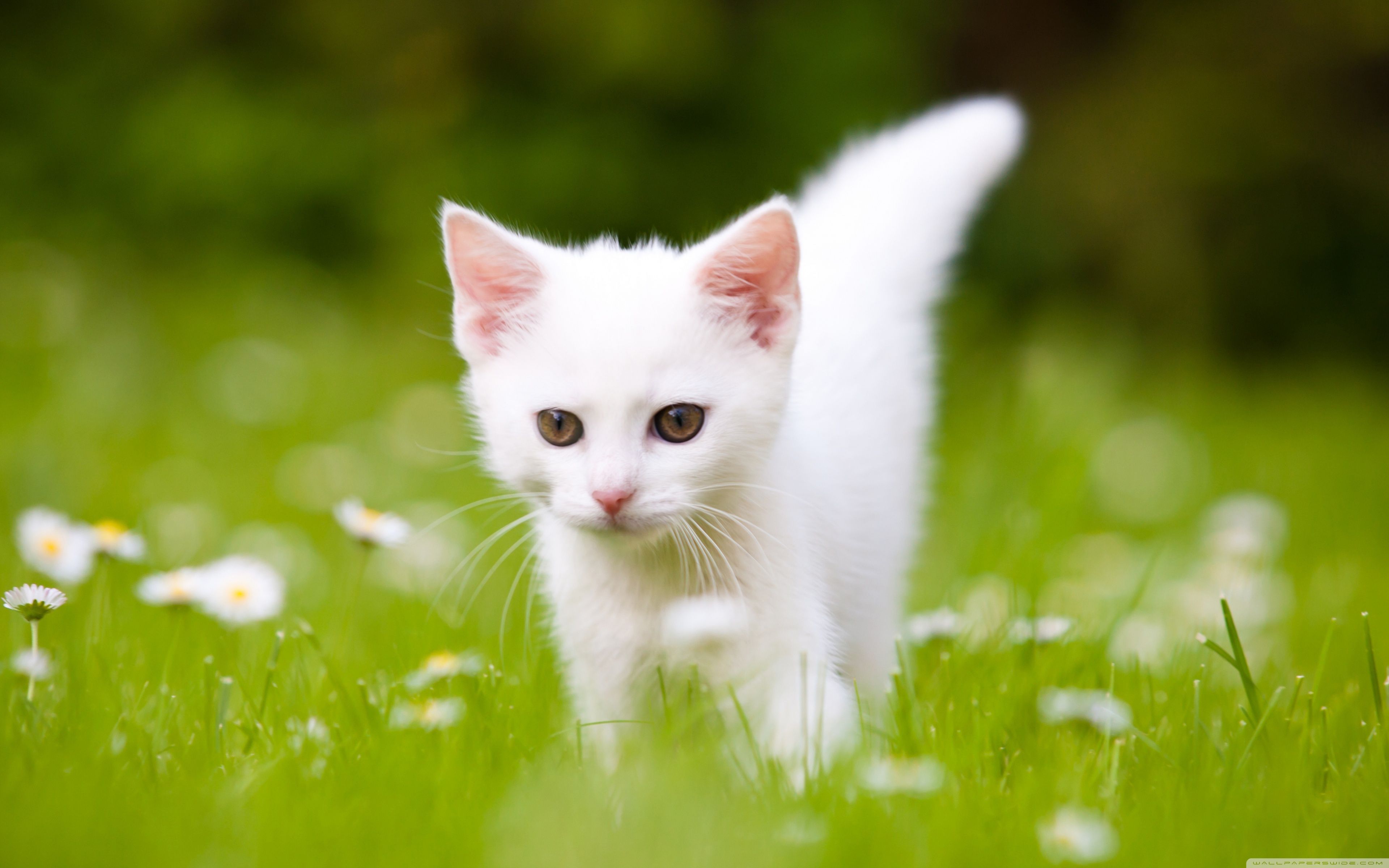 White Kitten Wallpapers