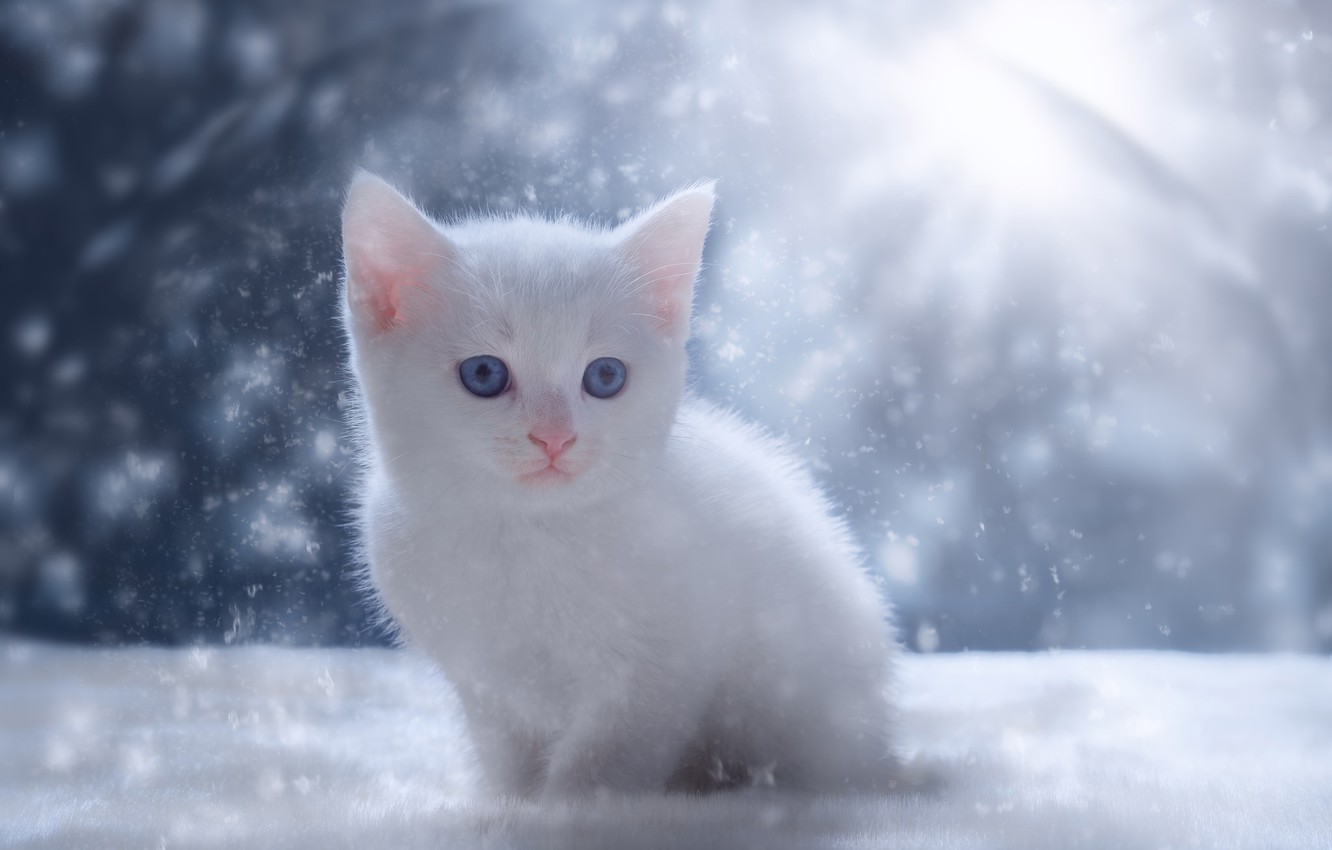 White Kitten Wallpapers