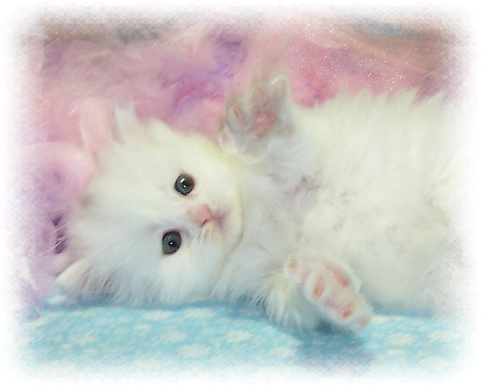 White Kitten Wallpapers