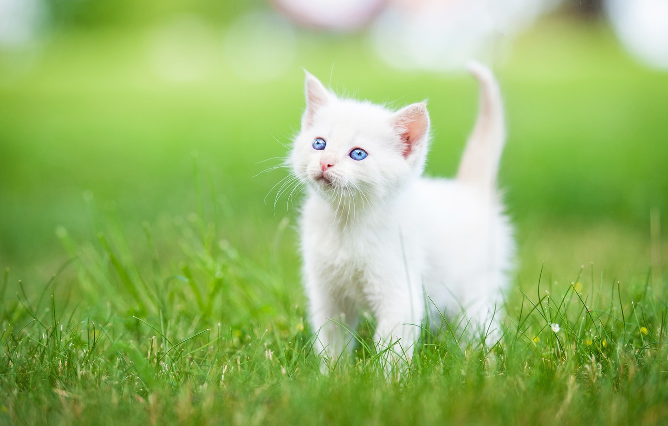 White Kitten Wallpapers