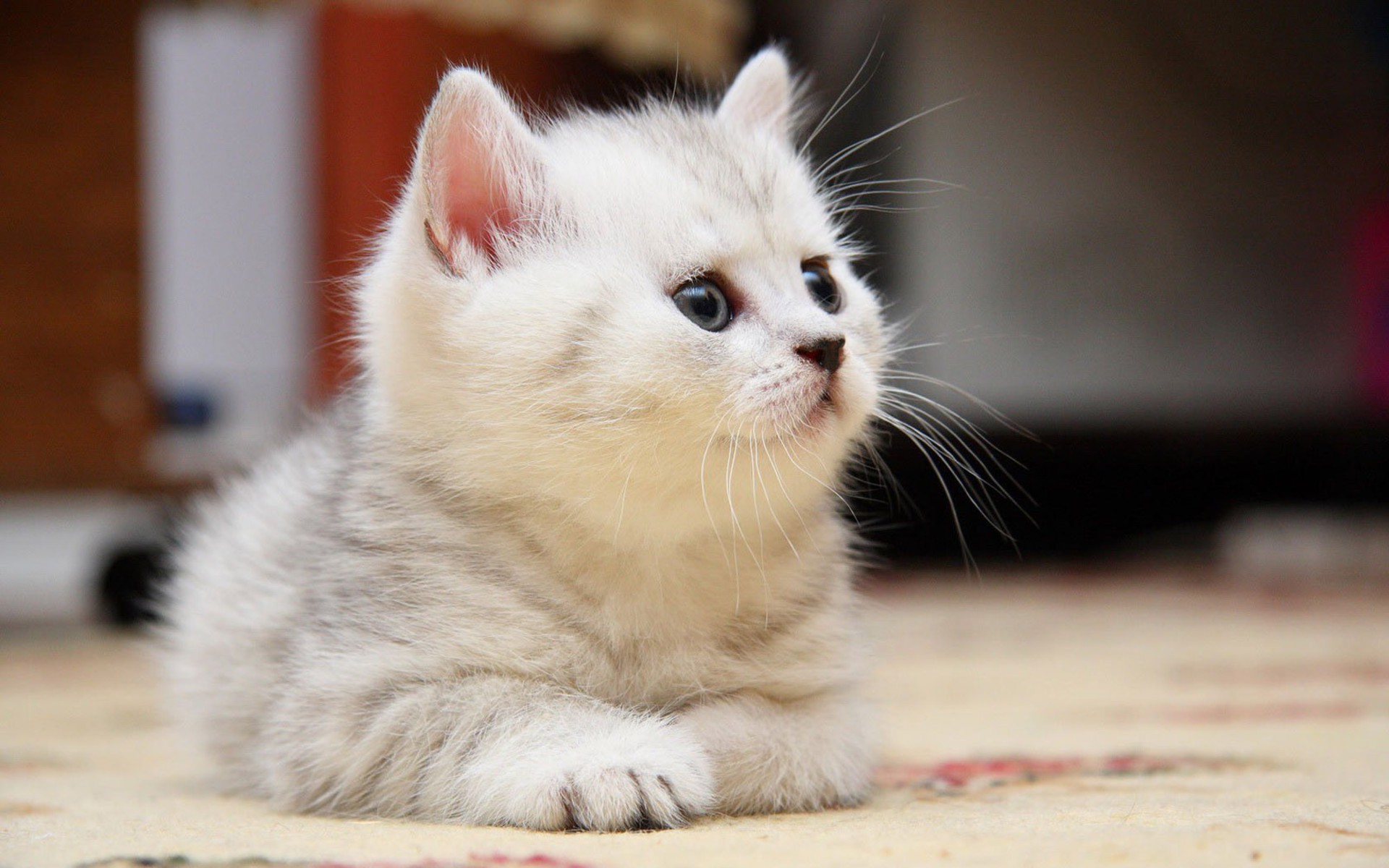 White Kitten Wallpapers