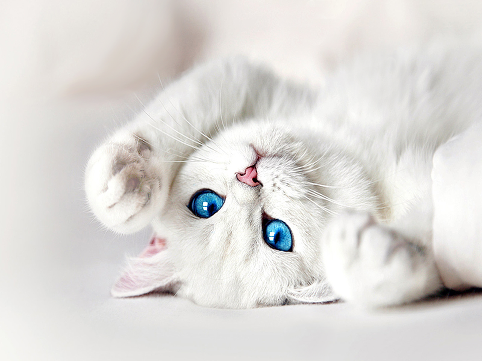 White Kitten Wallpapers