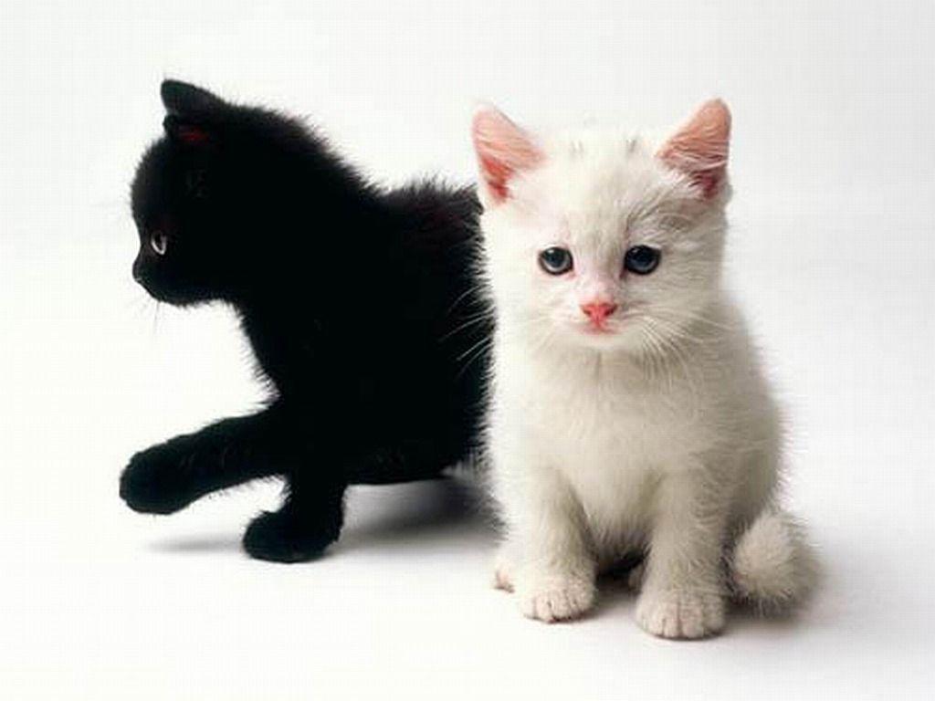 White Kitten Wallpapers