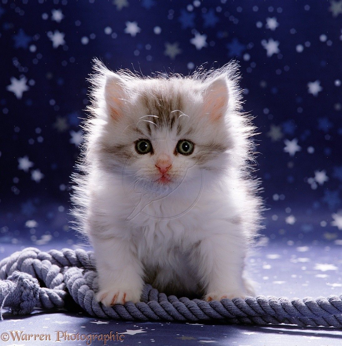 White Kitten Wallpapers