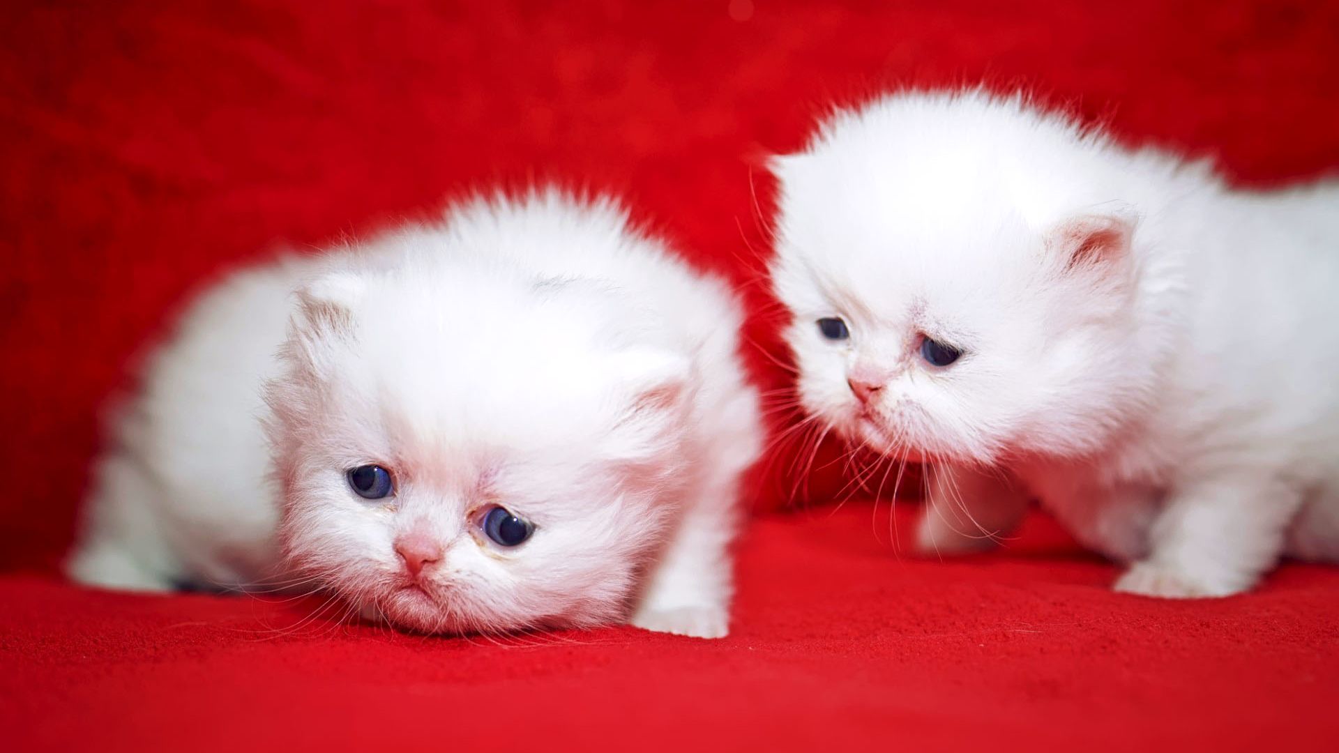 White Kitten Wallpapers