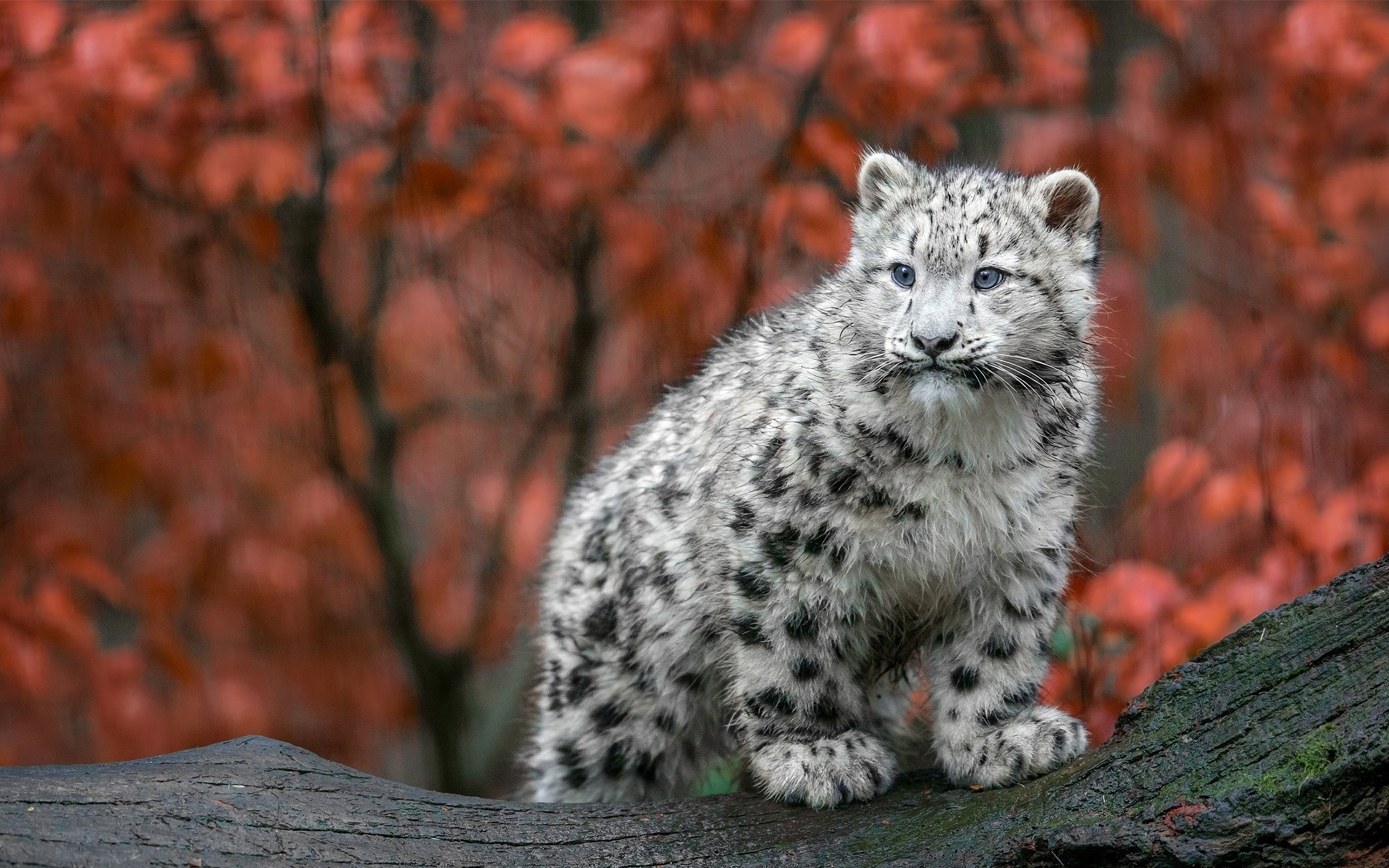 White Leopard Background