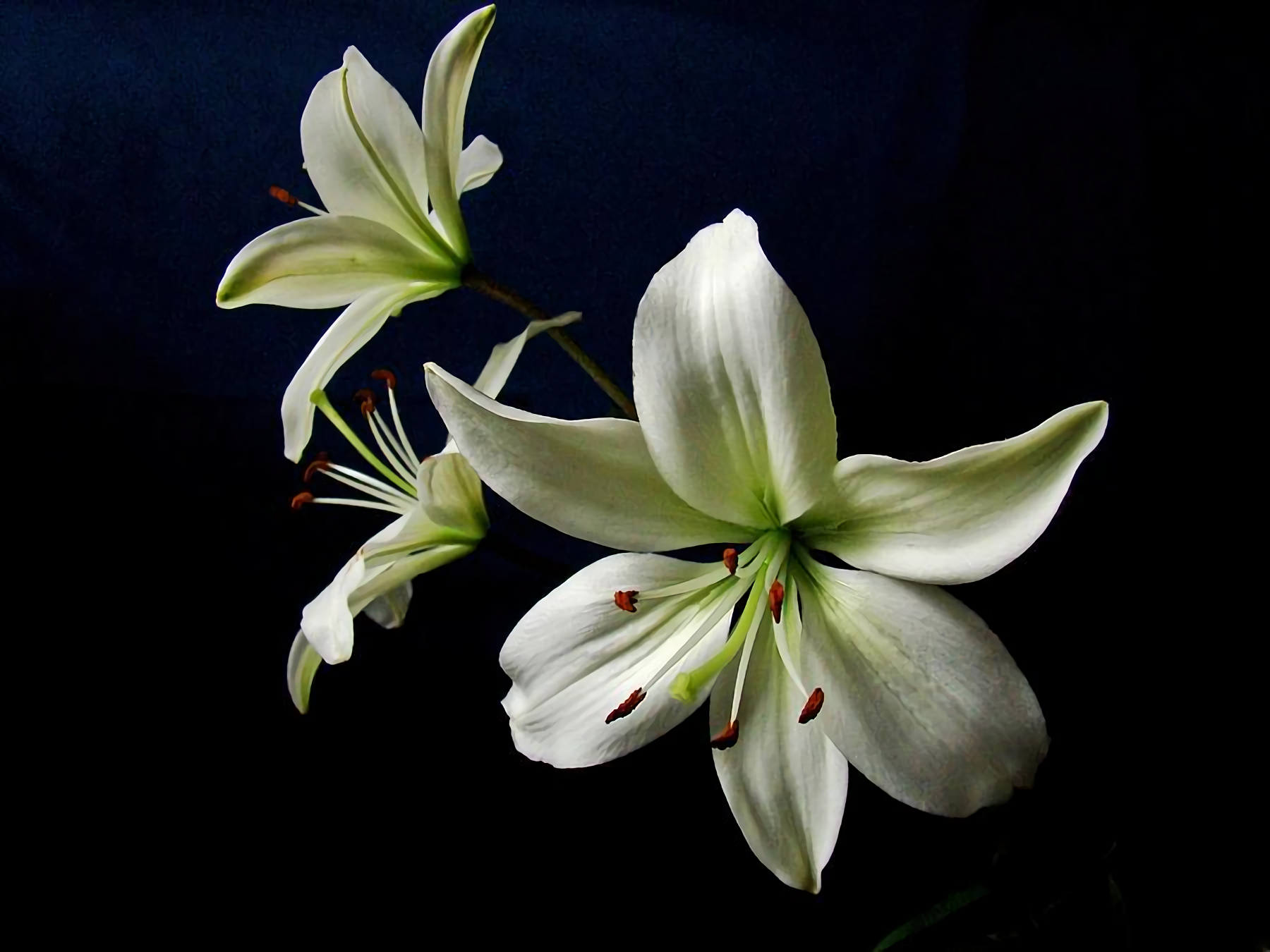 White Lily Wallpapers