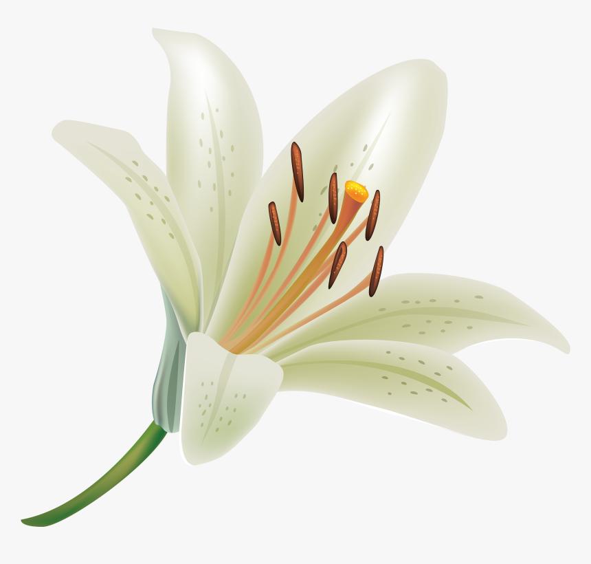 White Lily Wallpapers