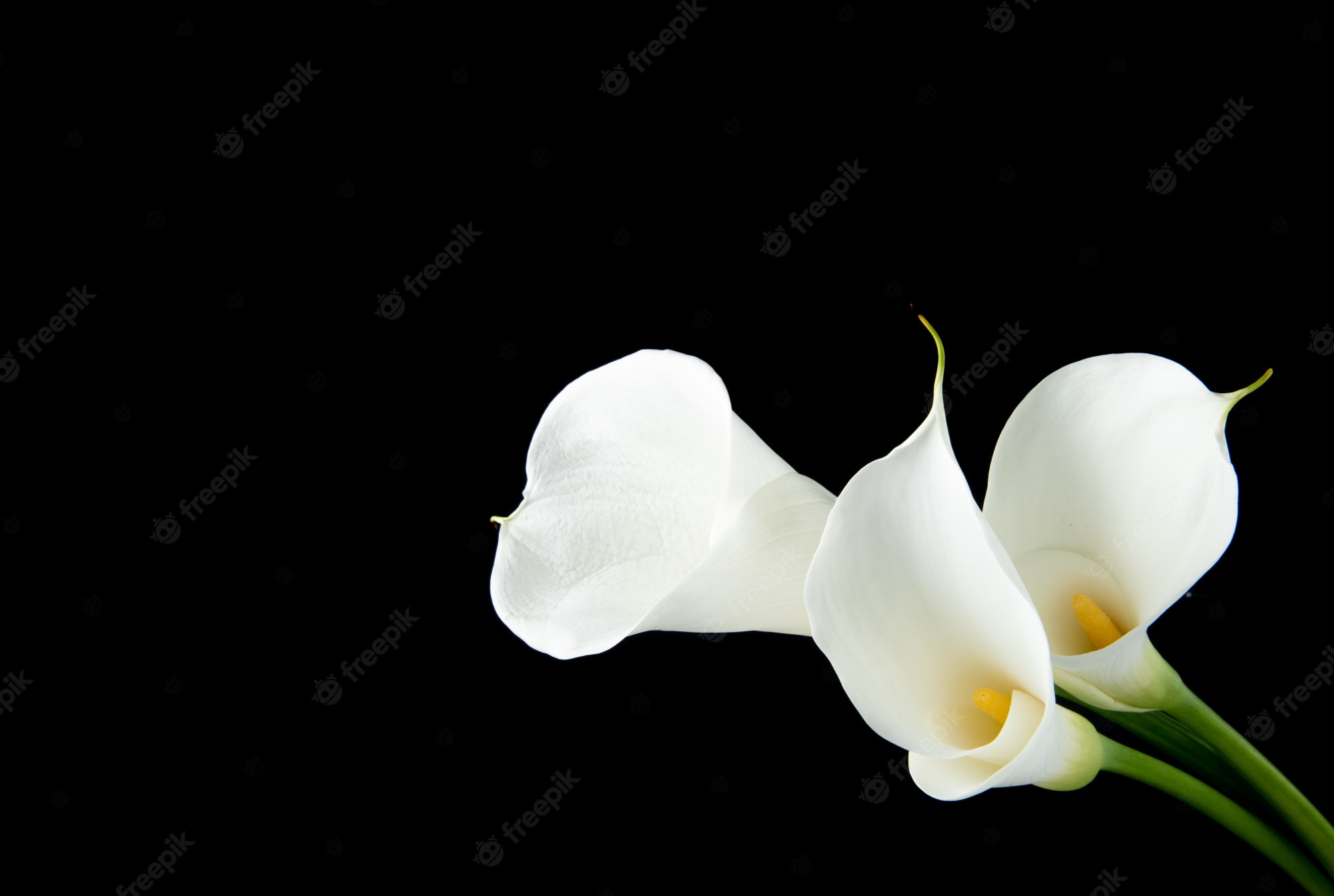 White Lily Wallpapers