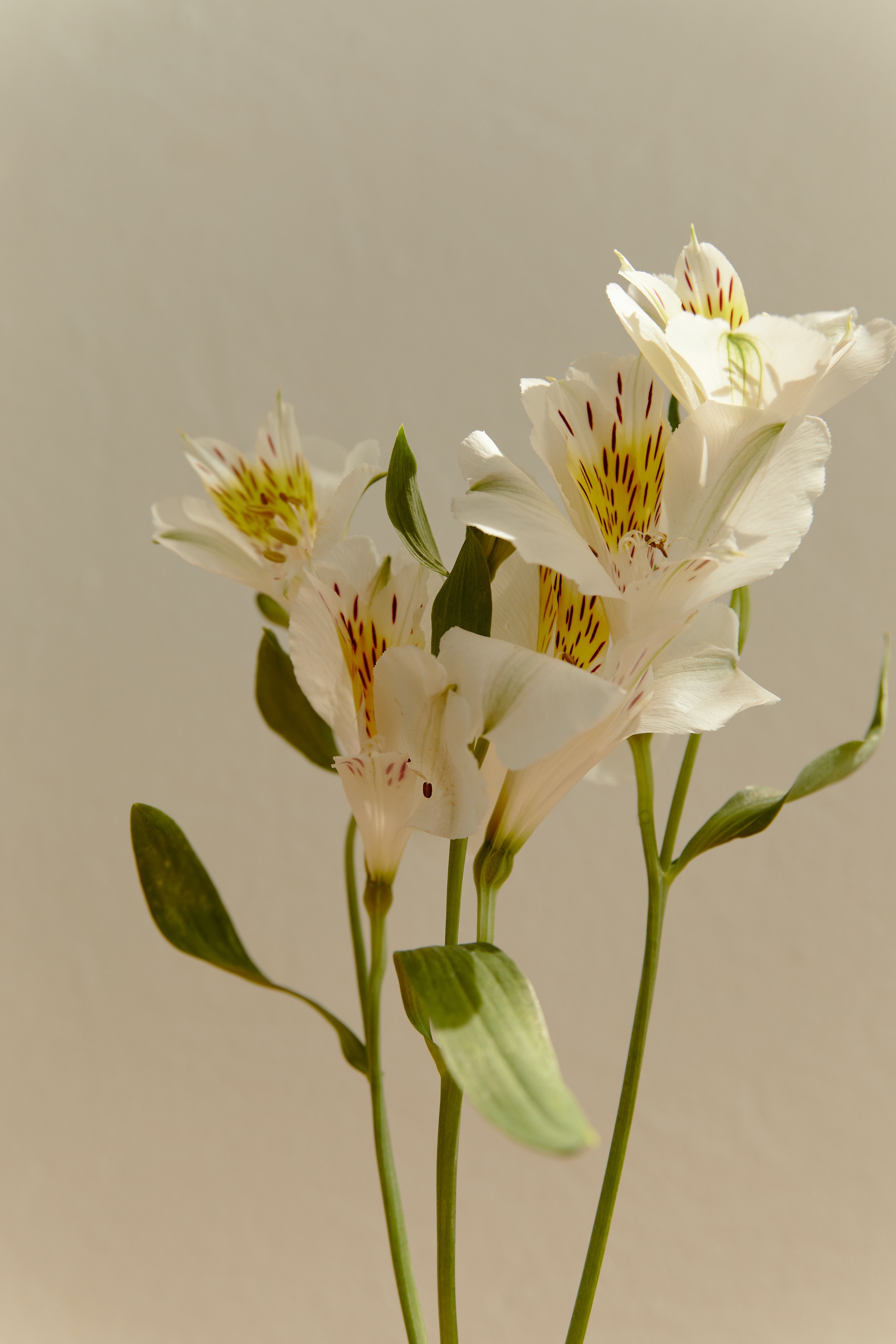 White Lily Wallpapers