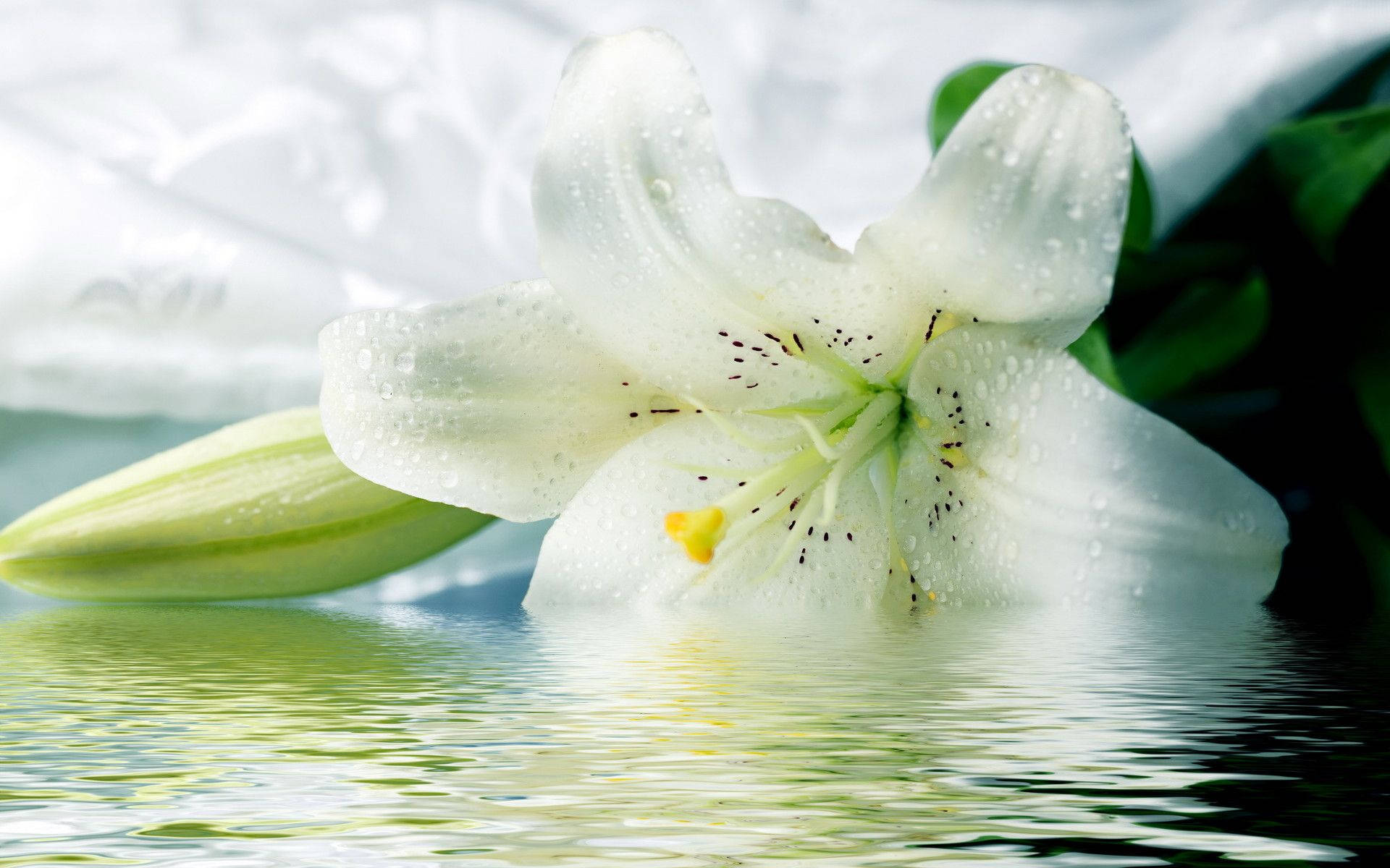 White Lily Wallpapers