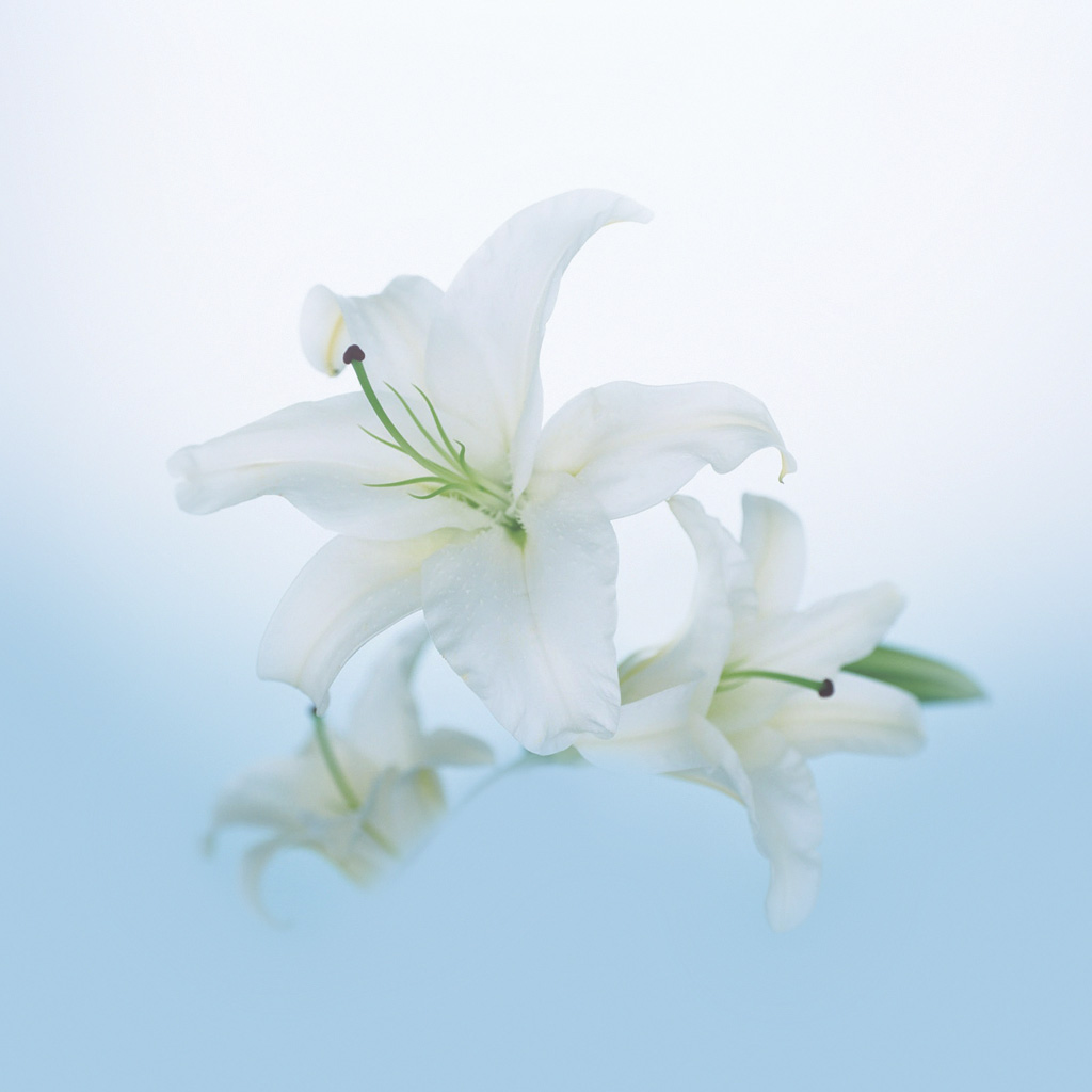 White Lily Wallpapers