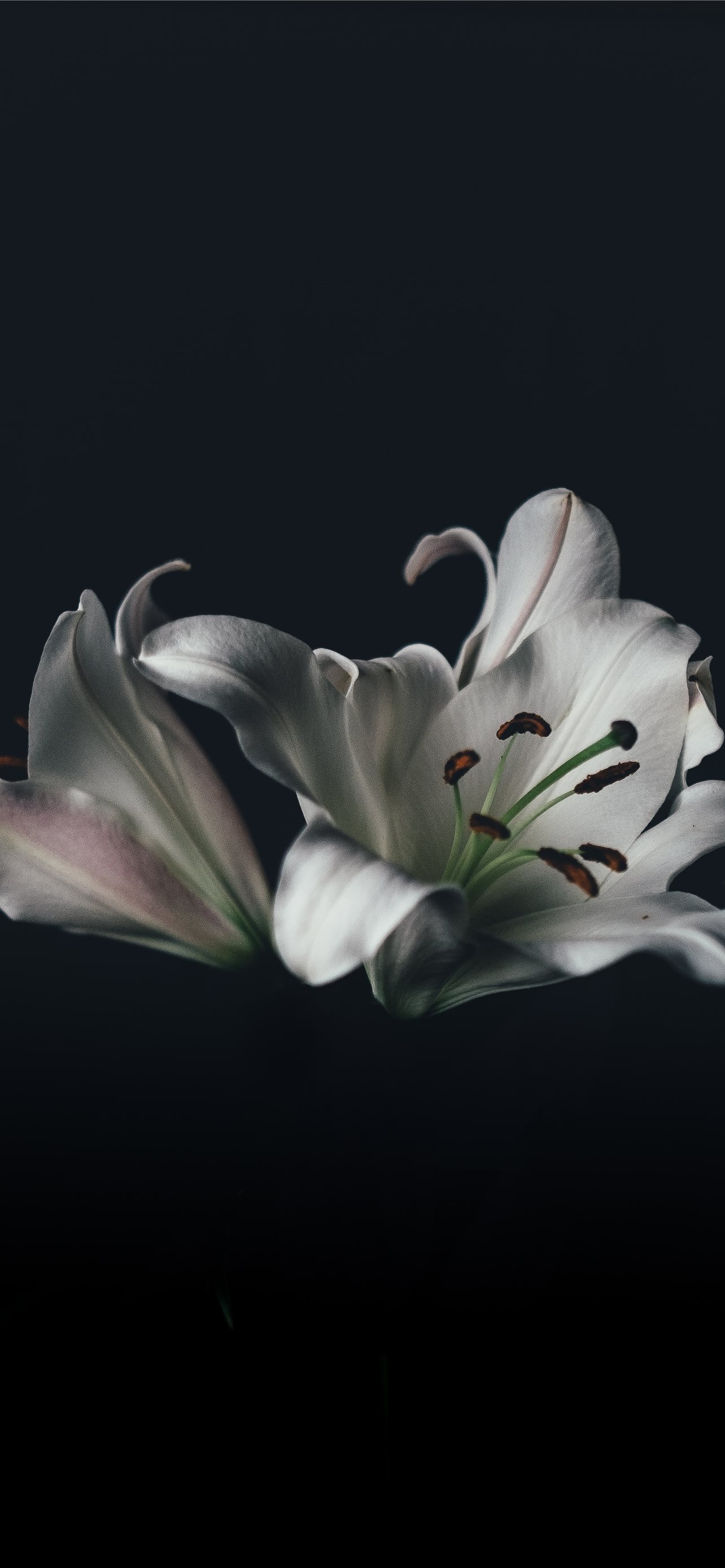 White Lily Wallpapers