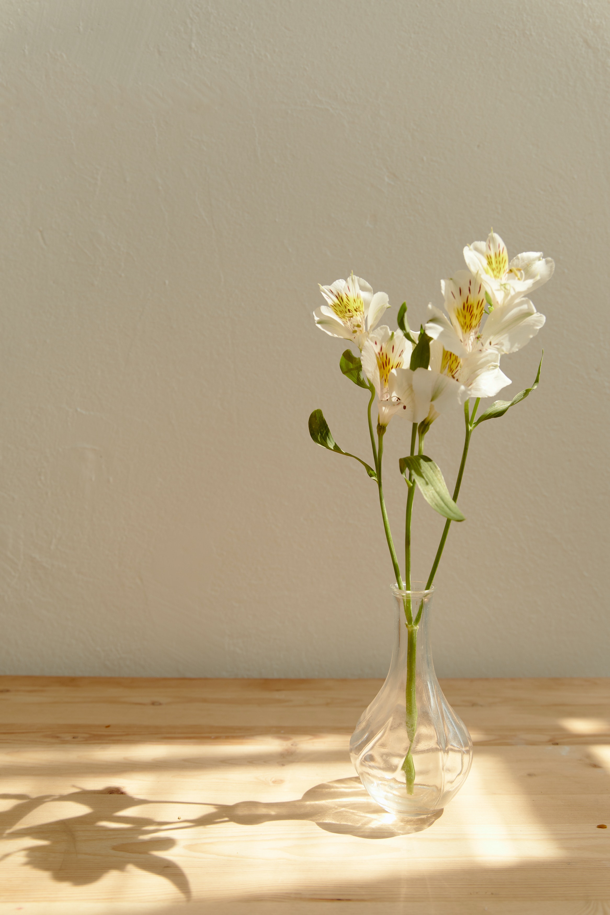 White Lily Wallpapers