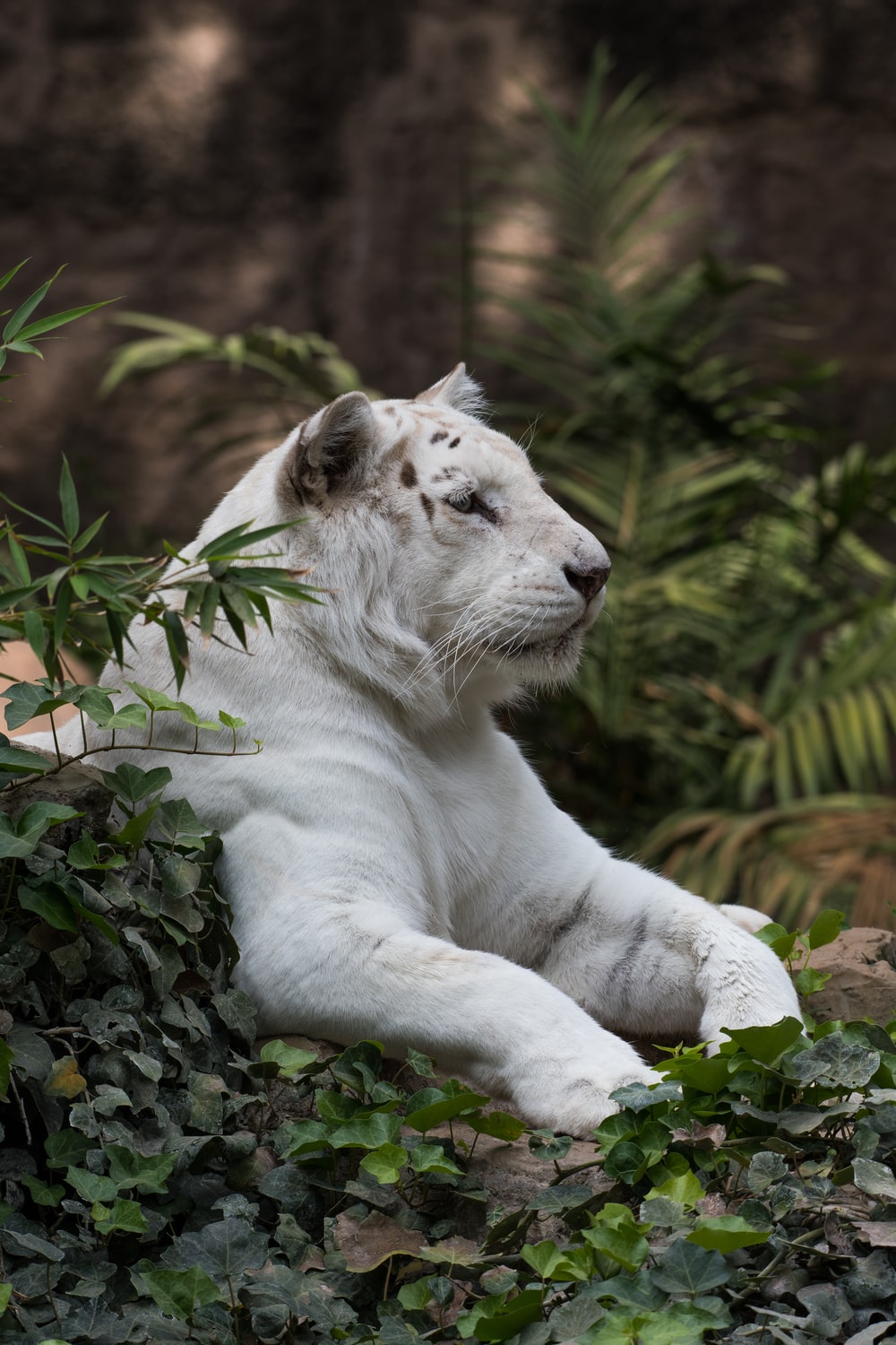 White Lion Face Wallpapers