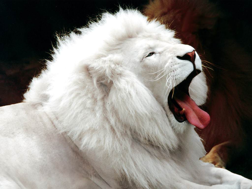 White Lion Face Wallpapers