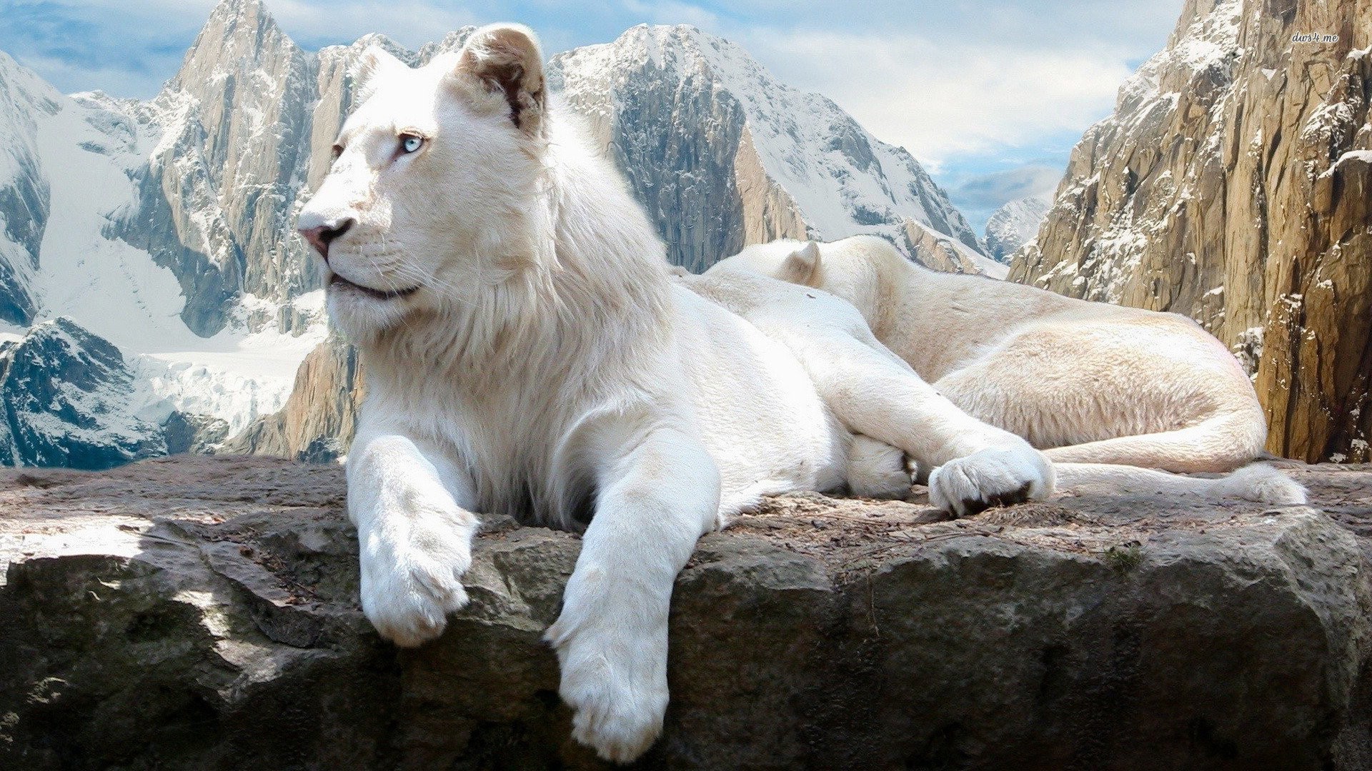 White Lion Wallpapers