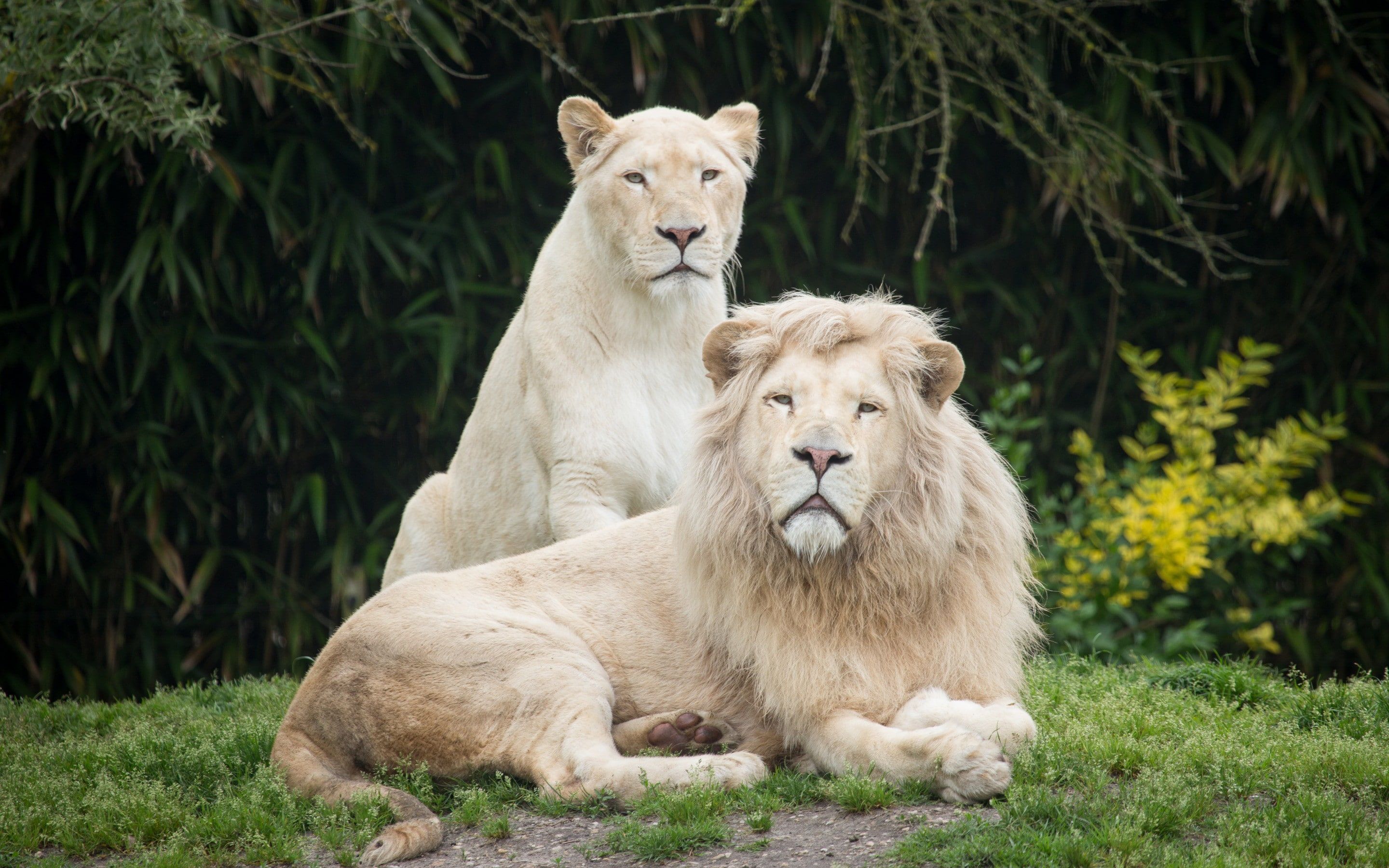 White Lion Wallpapers