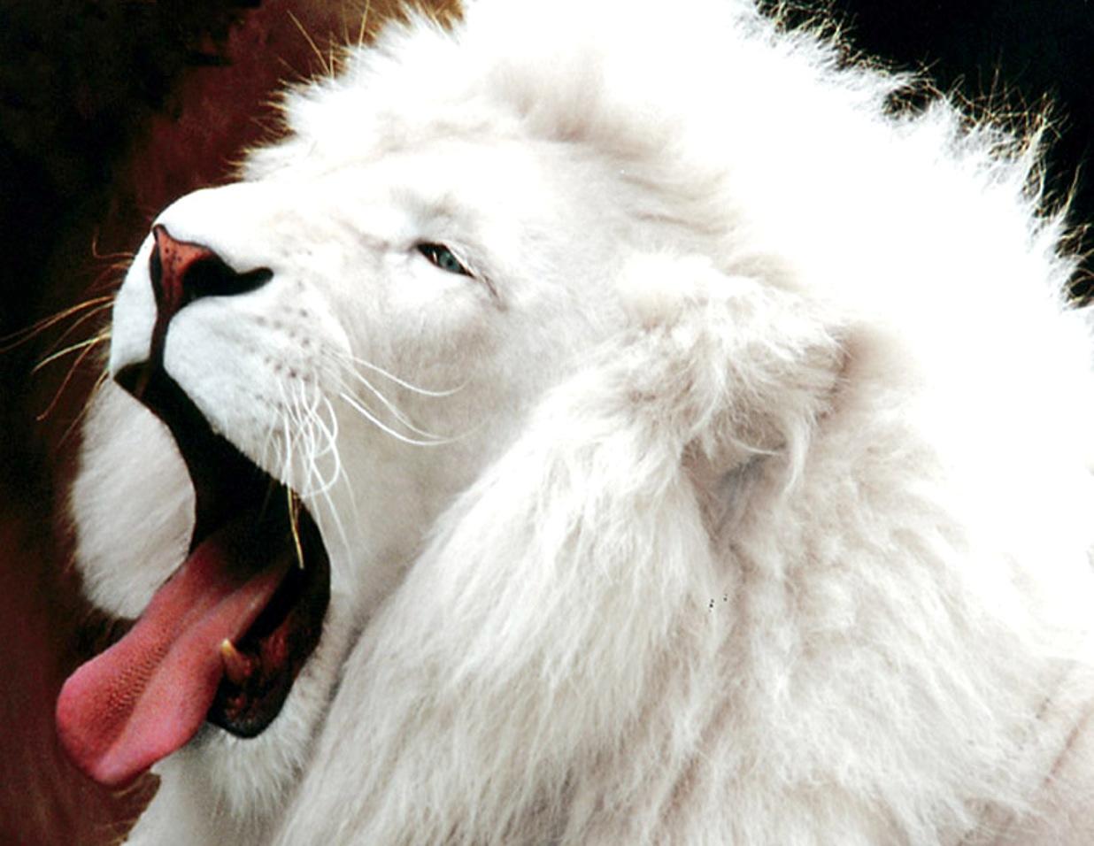 White Lion Wallpapers