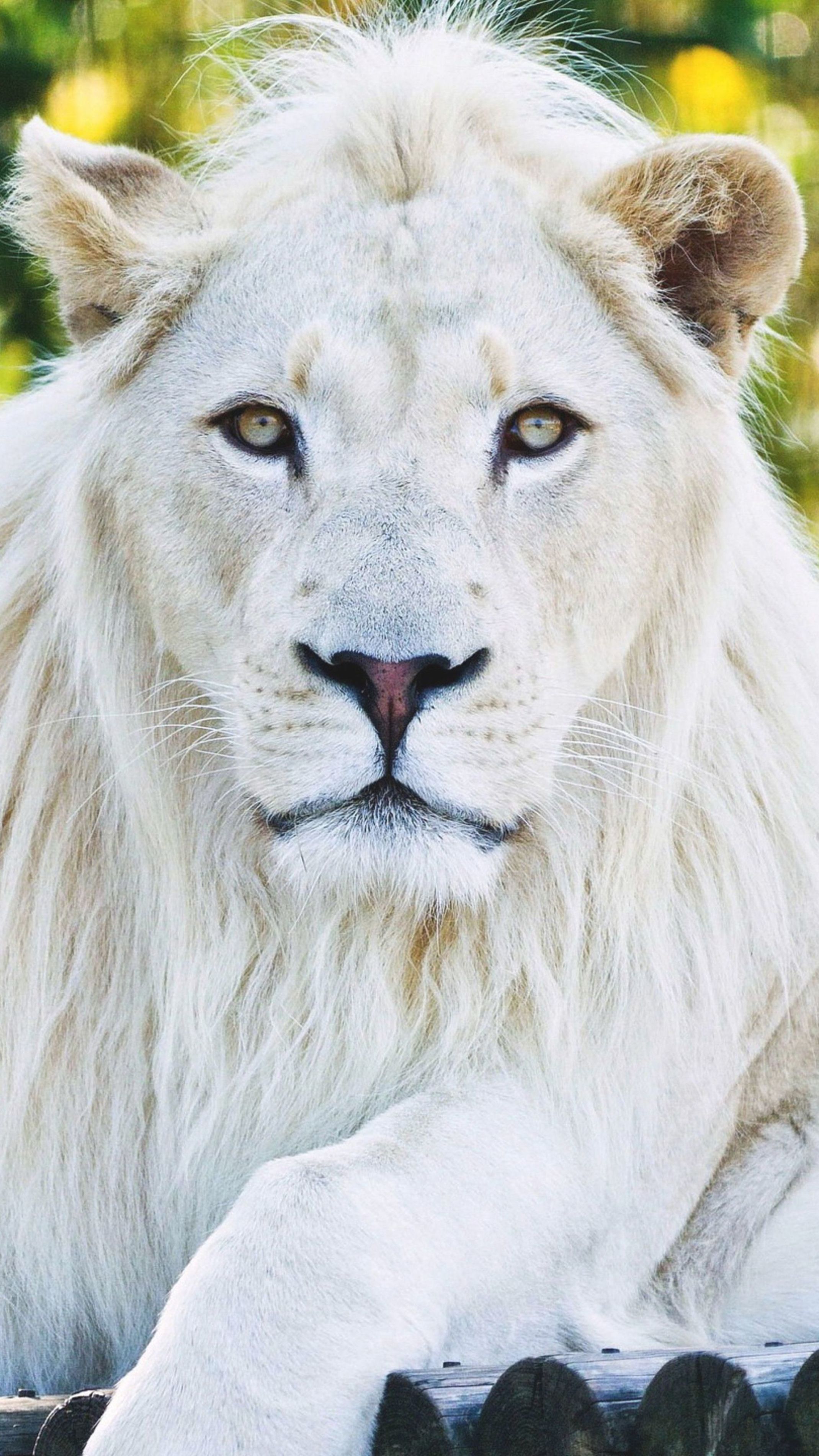 White Lion Wallpapers