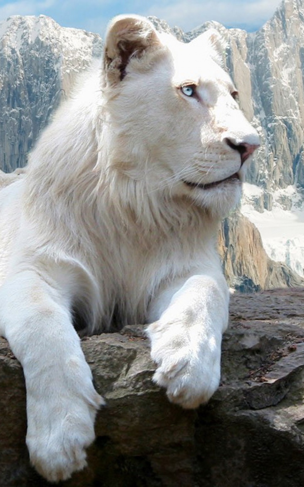 White Lion Wallpapers