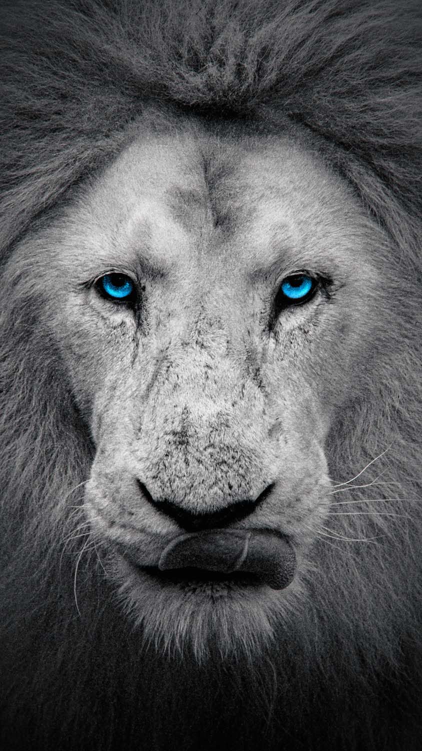 White Lion Wallpapers