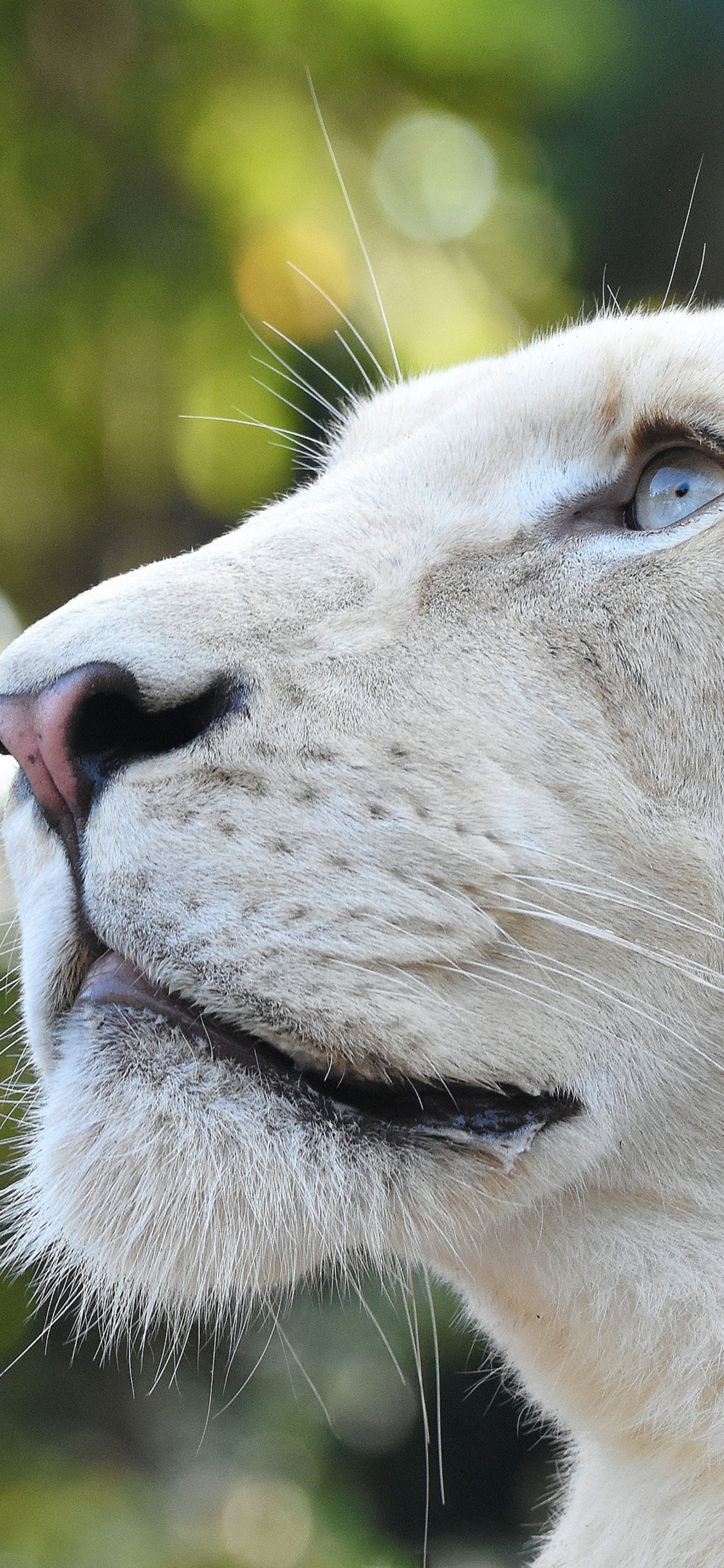 White Lion Wallpapers