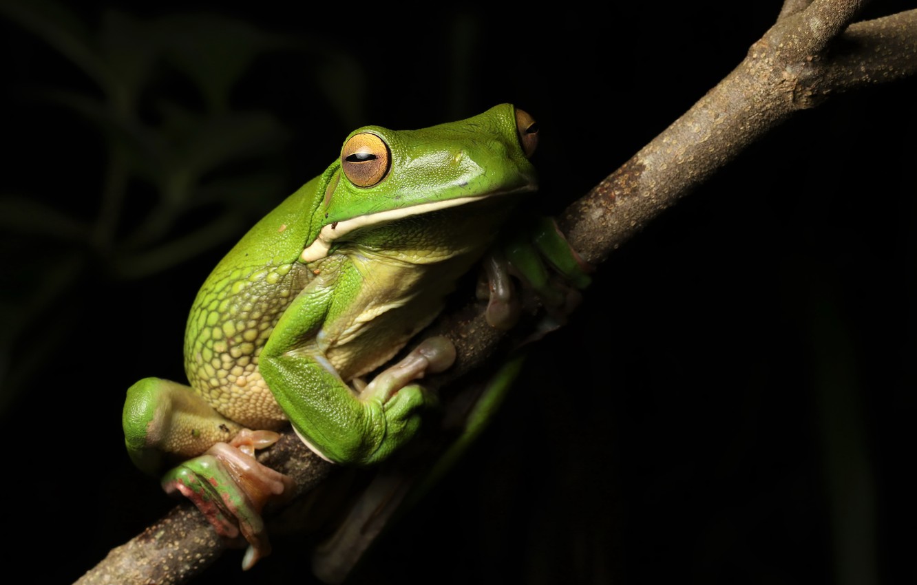 White-Lipped Tree Frog Wallpapers