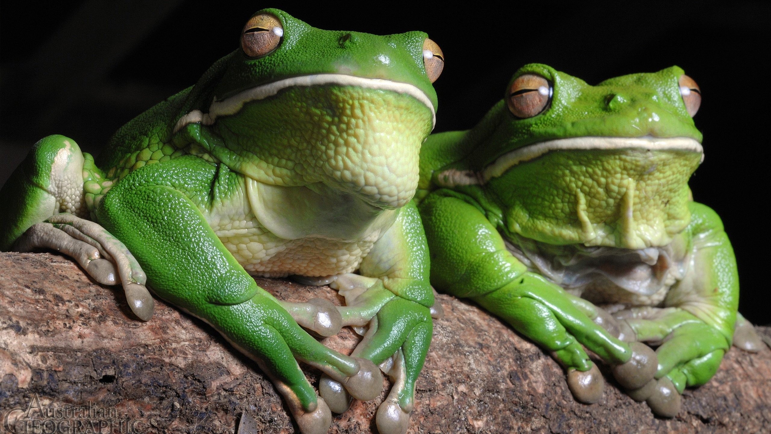 White-Lipped Tree Frog Wallpapers