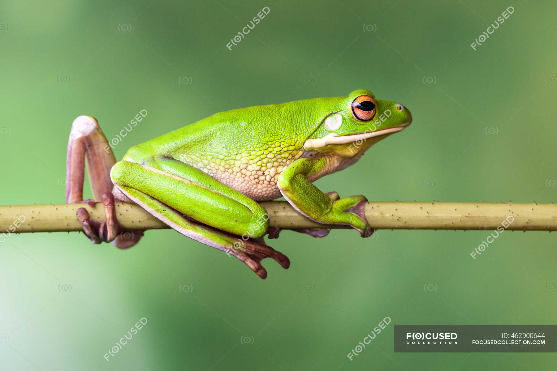 White-Lipped Tree Frog Wallpapers