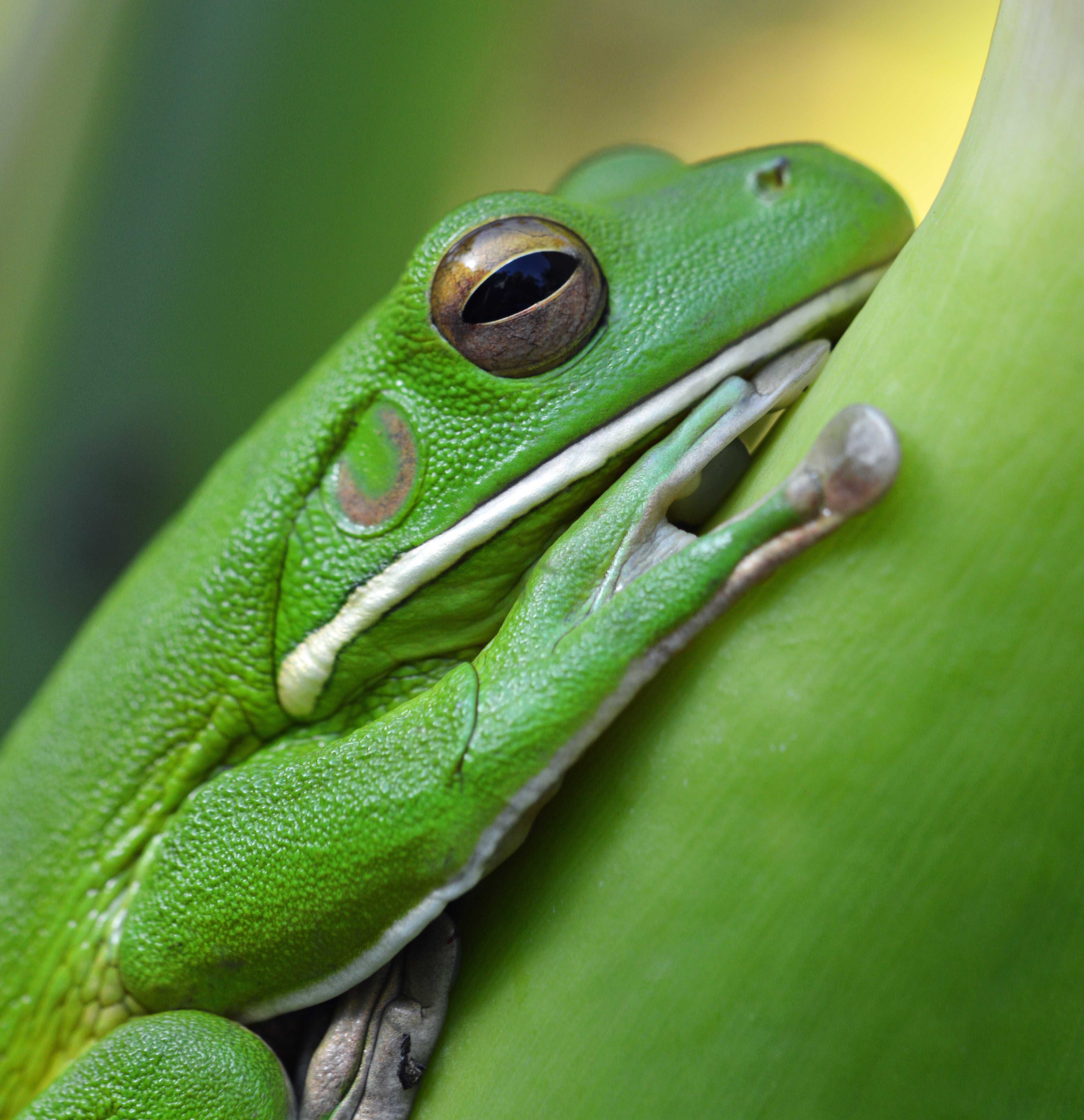 White-Lipped Tree Frog Wallpapers