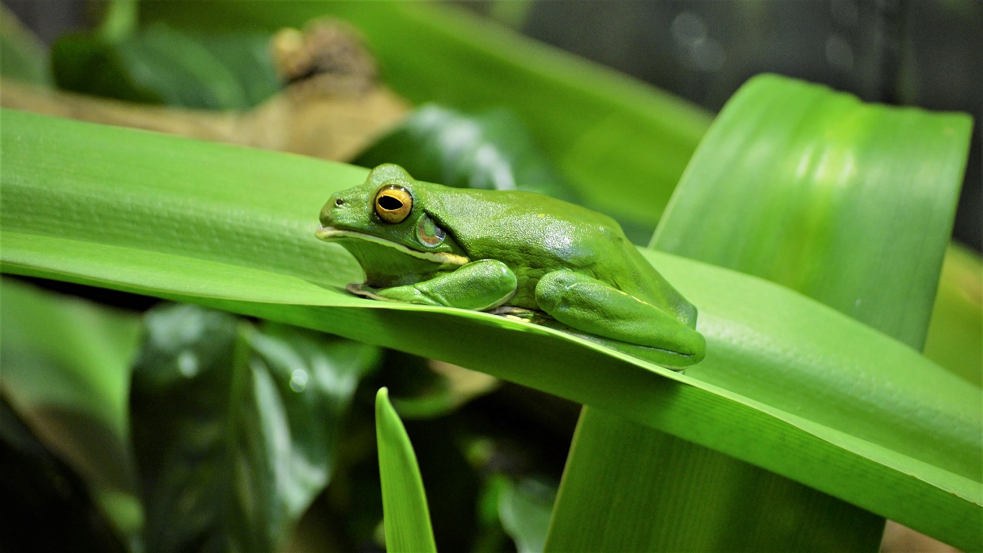 White-Lipped Tree Frog Wallpapers