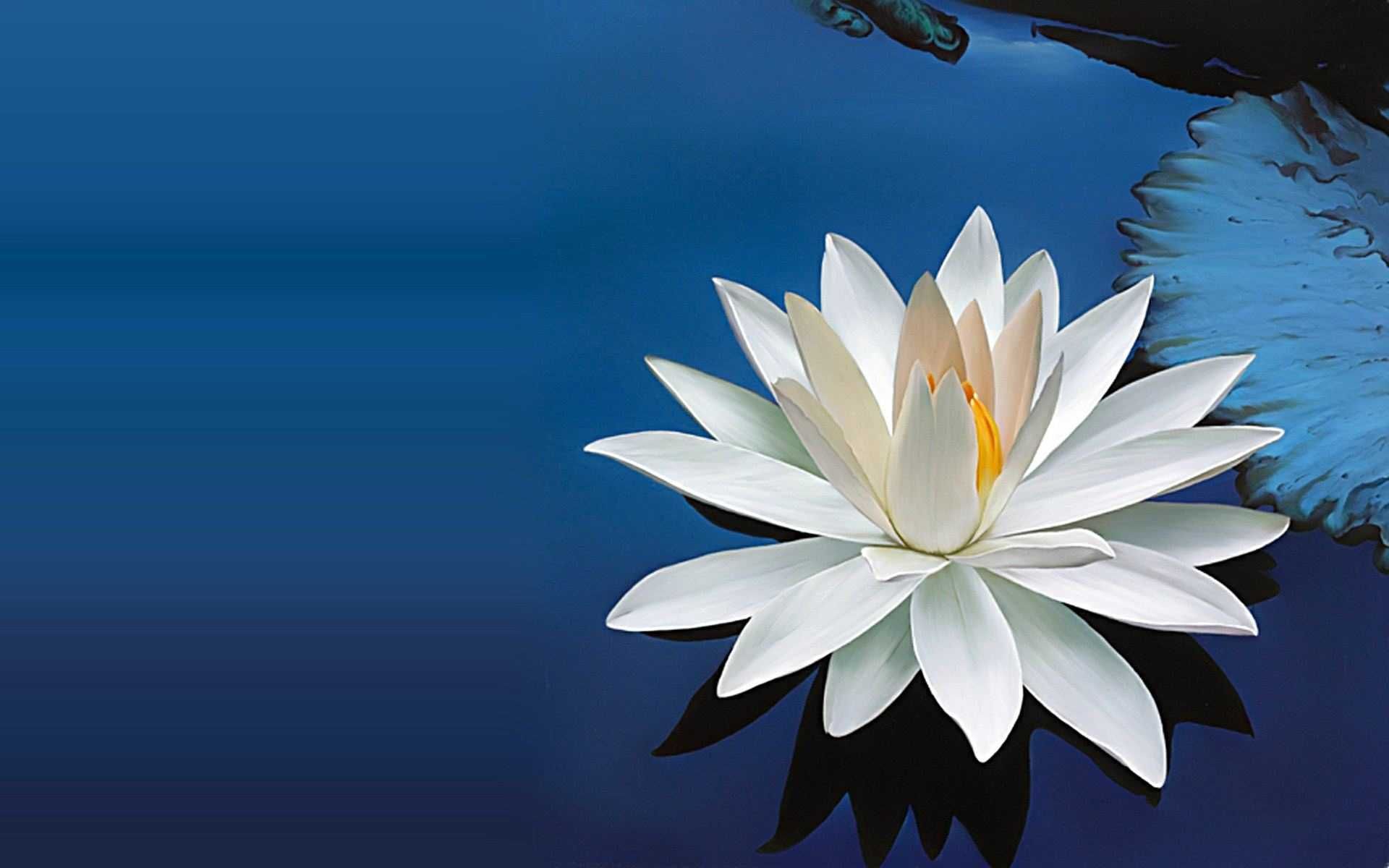 White Lotus Avatar Wallpapers