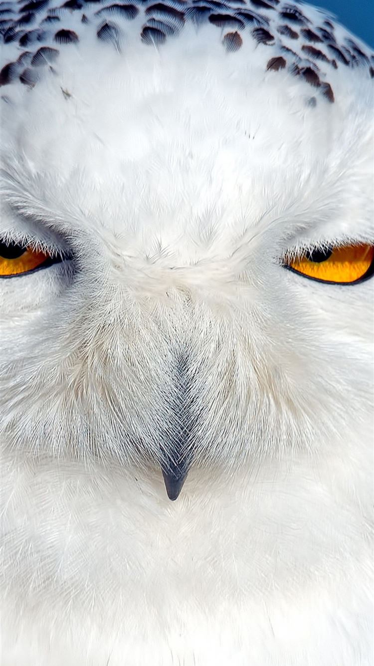 White Owl Wallpapers