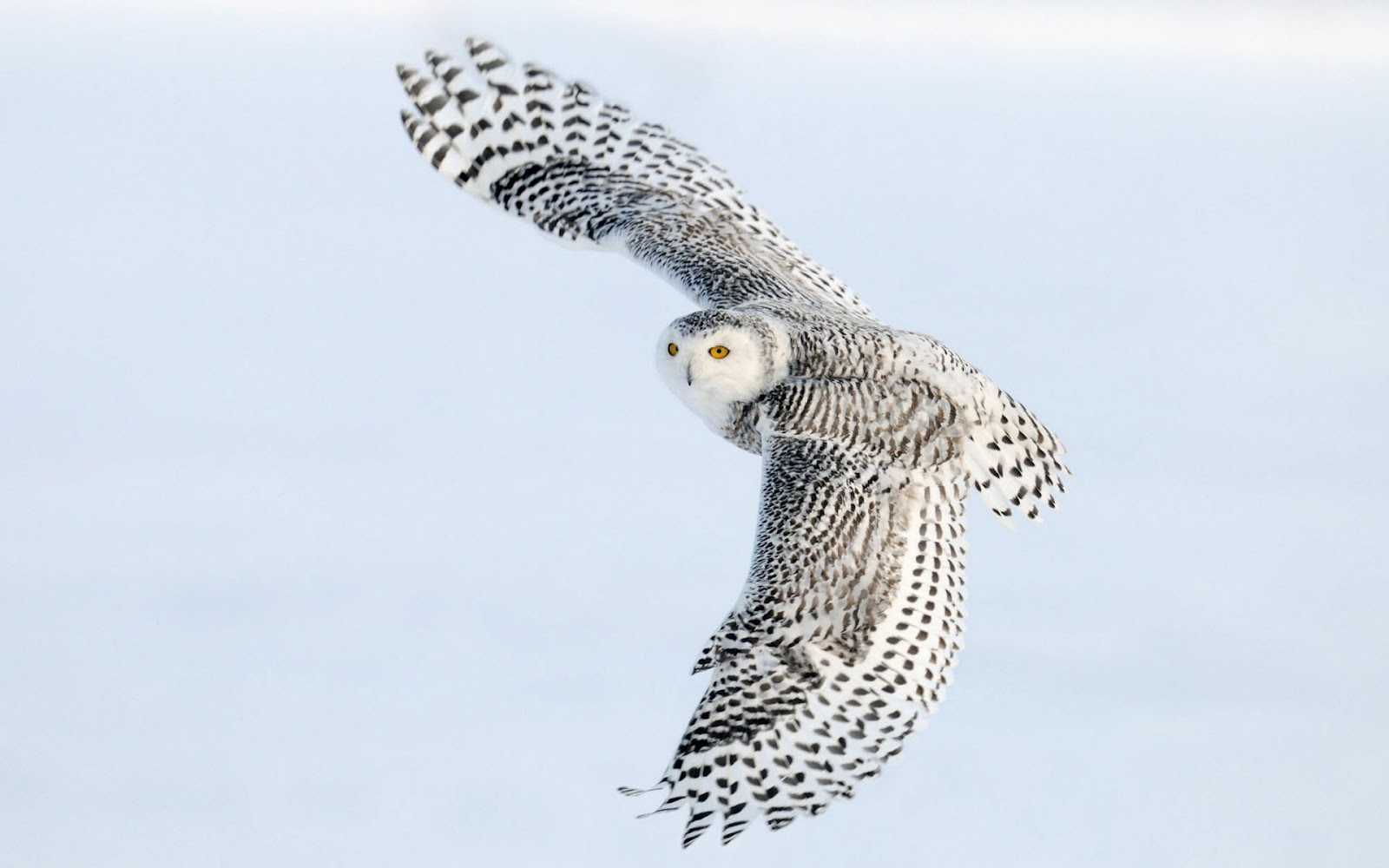 White Owl Wallpapers