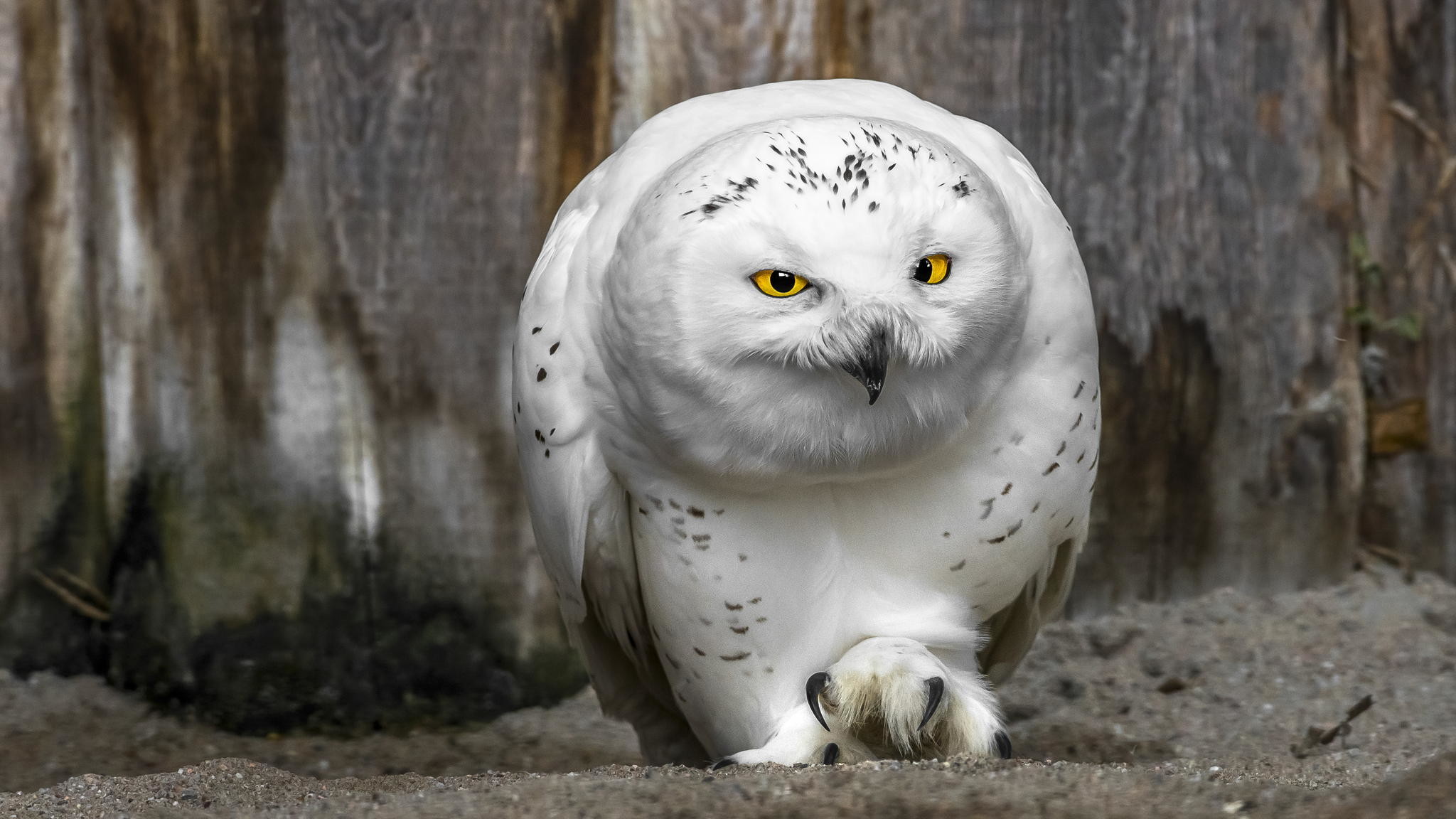 White Owl Wallpapers