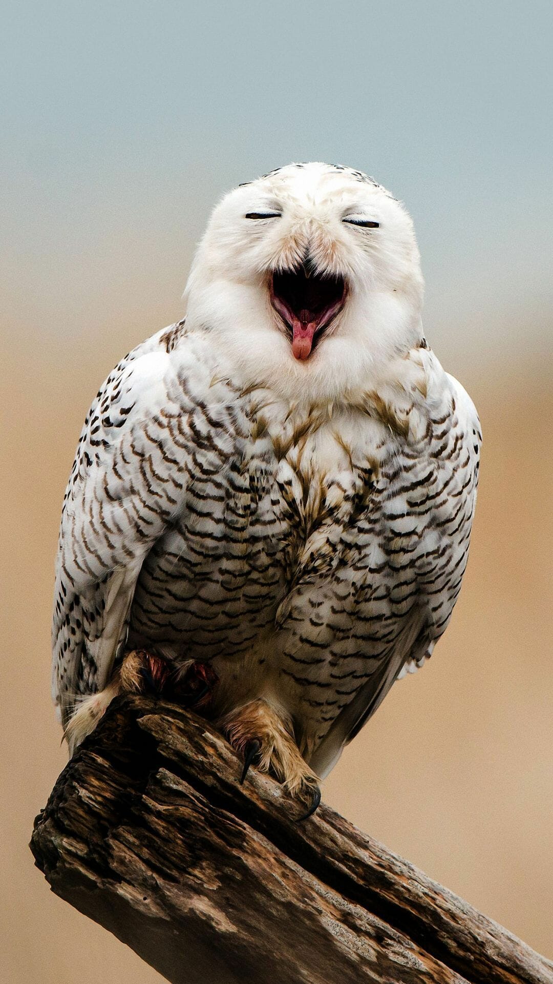 White Owl Wallpapers